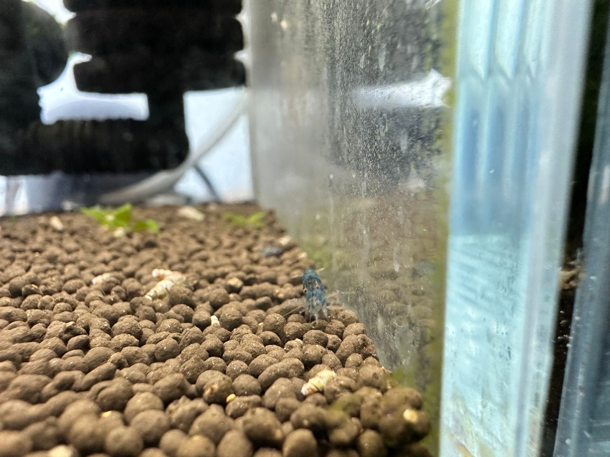 Blue Aura Shrimp