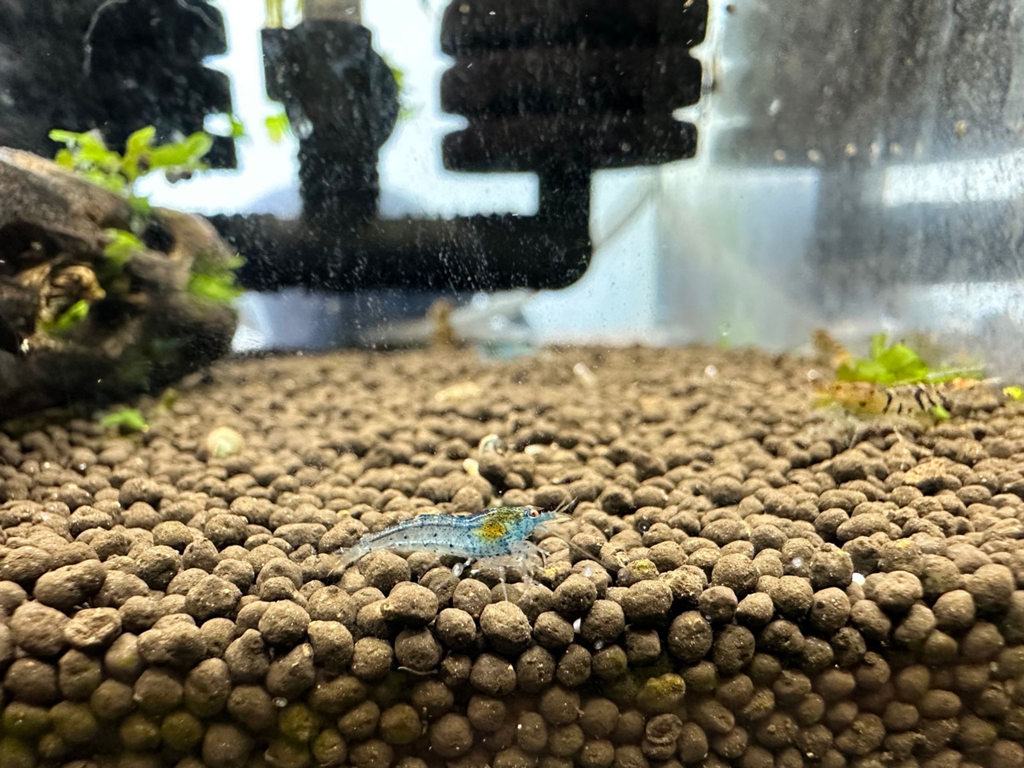 Blue Aura Shrimp