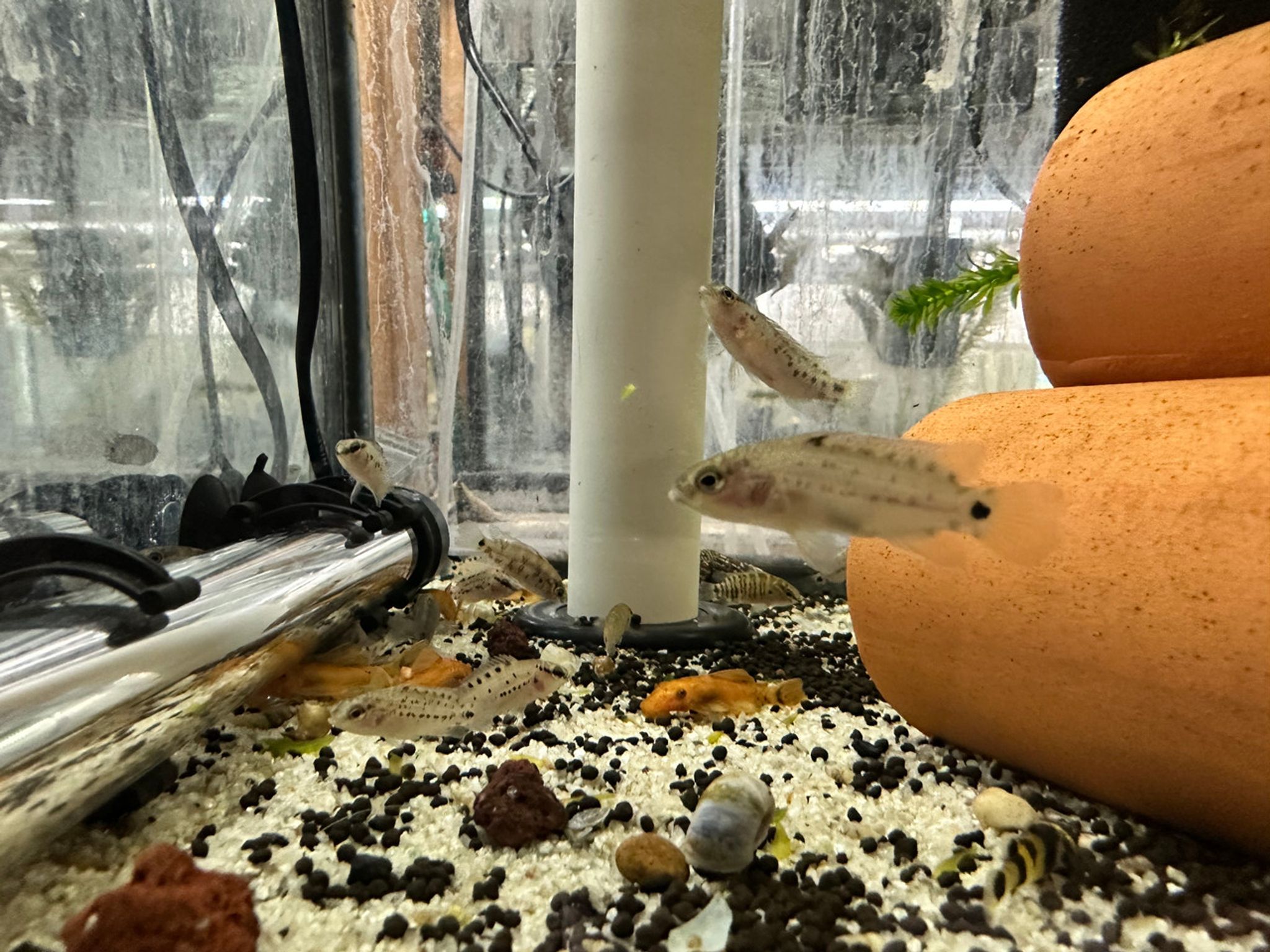 Blue Badis "Badis Badis"