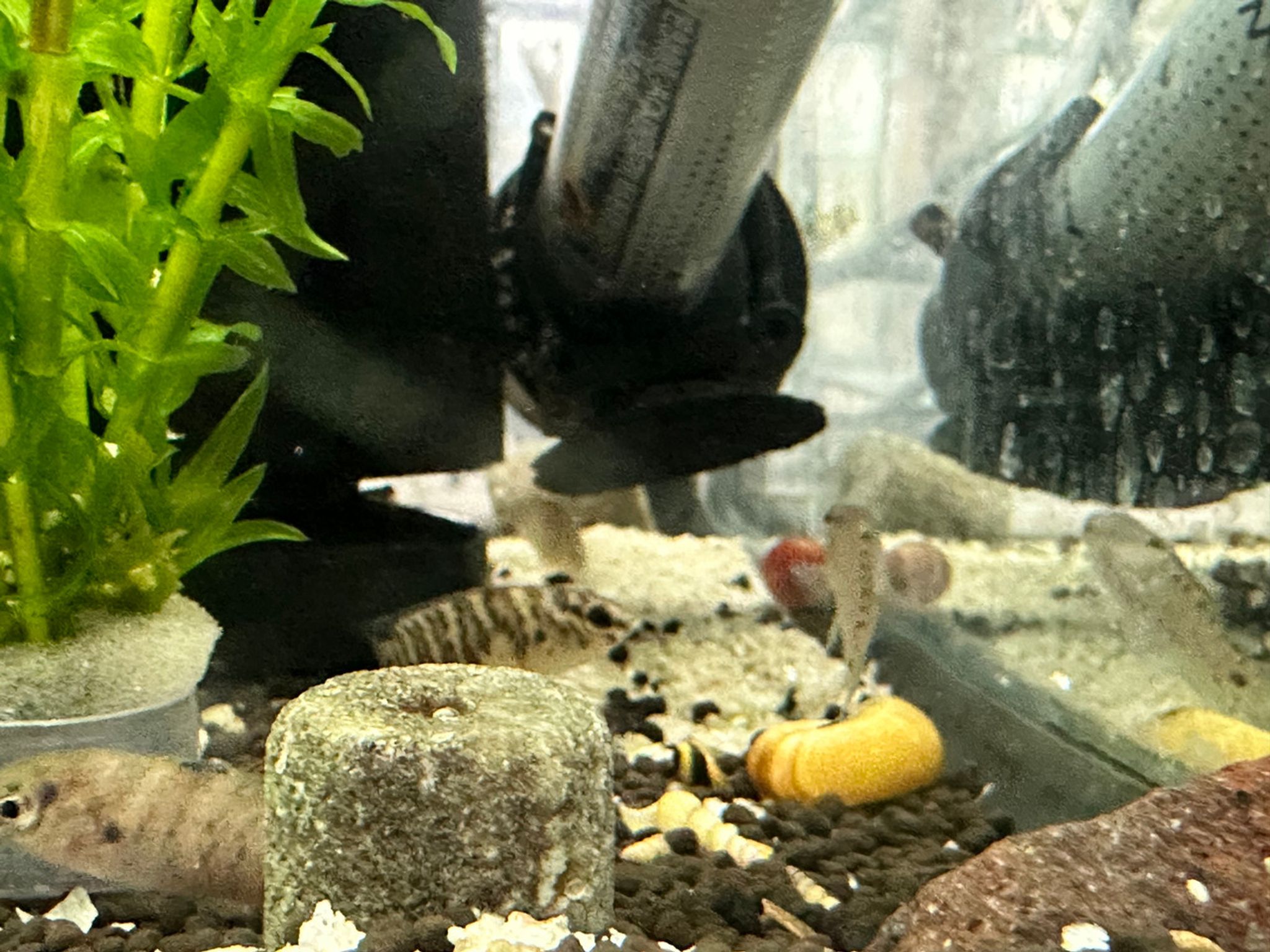 Blue Badis "Badis Badis"