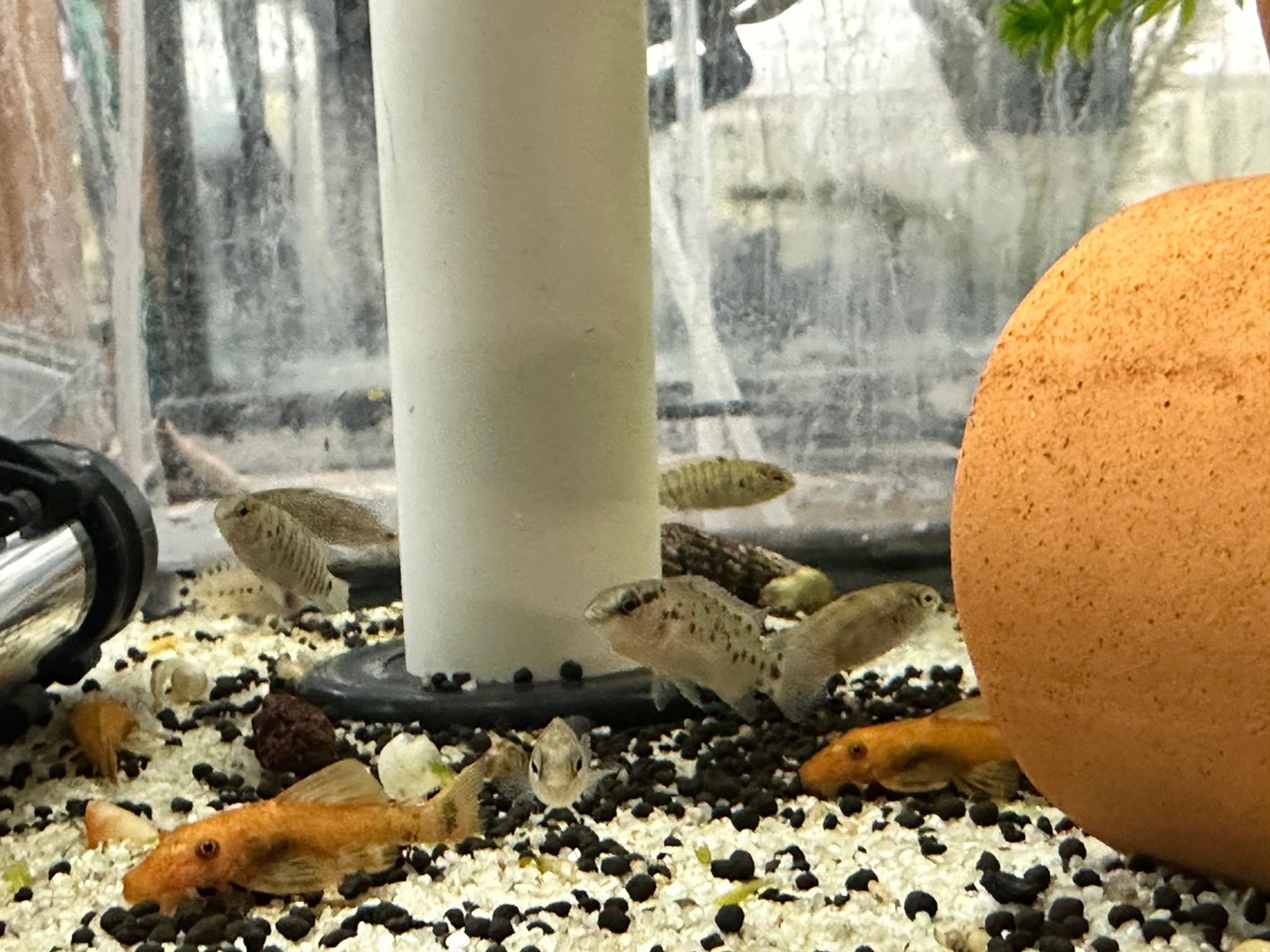 Blue Badis "Badis Badis"