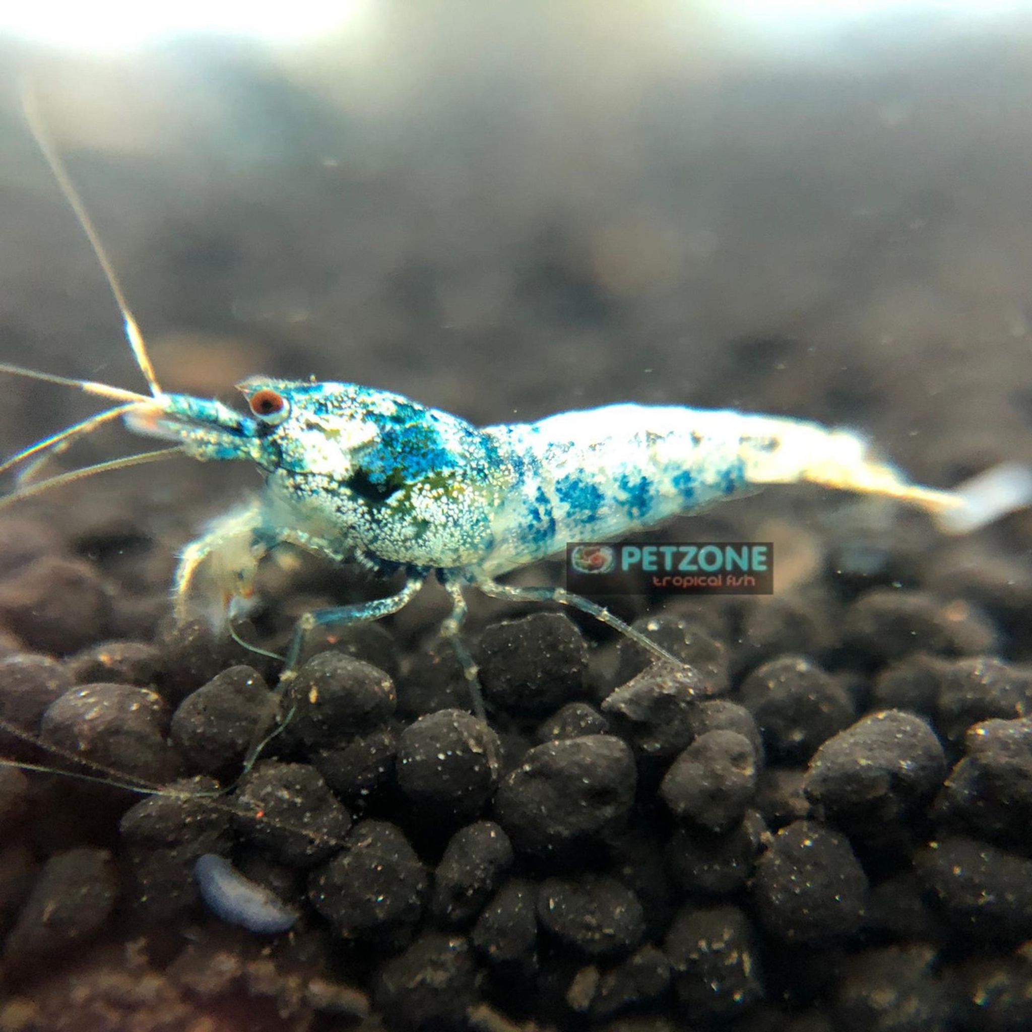 Blue Bolt Shrimp (Bundle of 5)