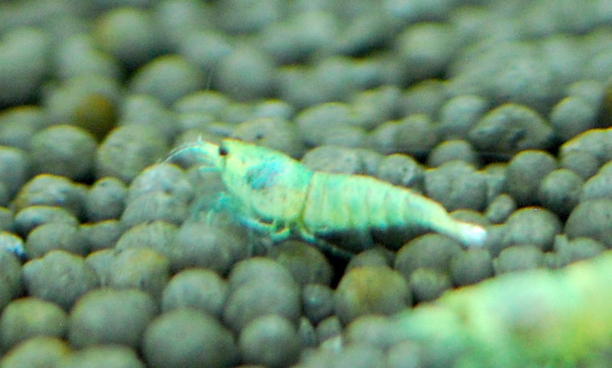 Blue Bolt Shrimp