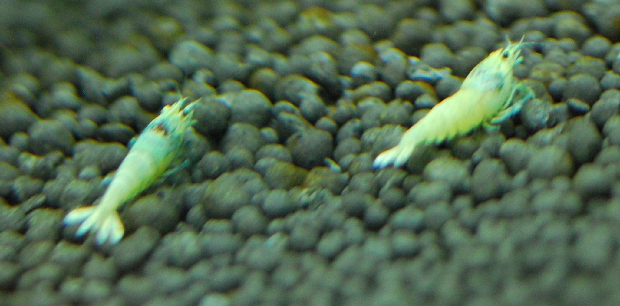 Blue Bolt Shrimp