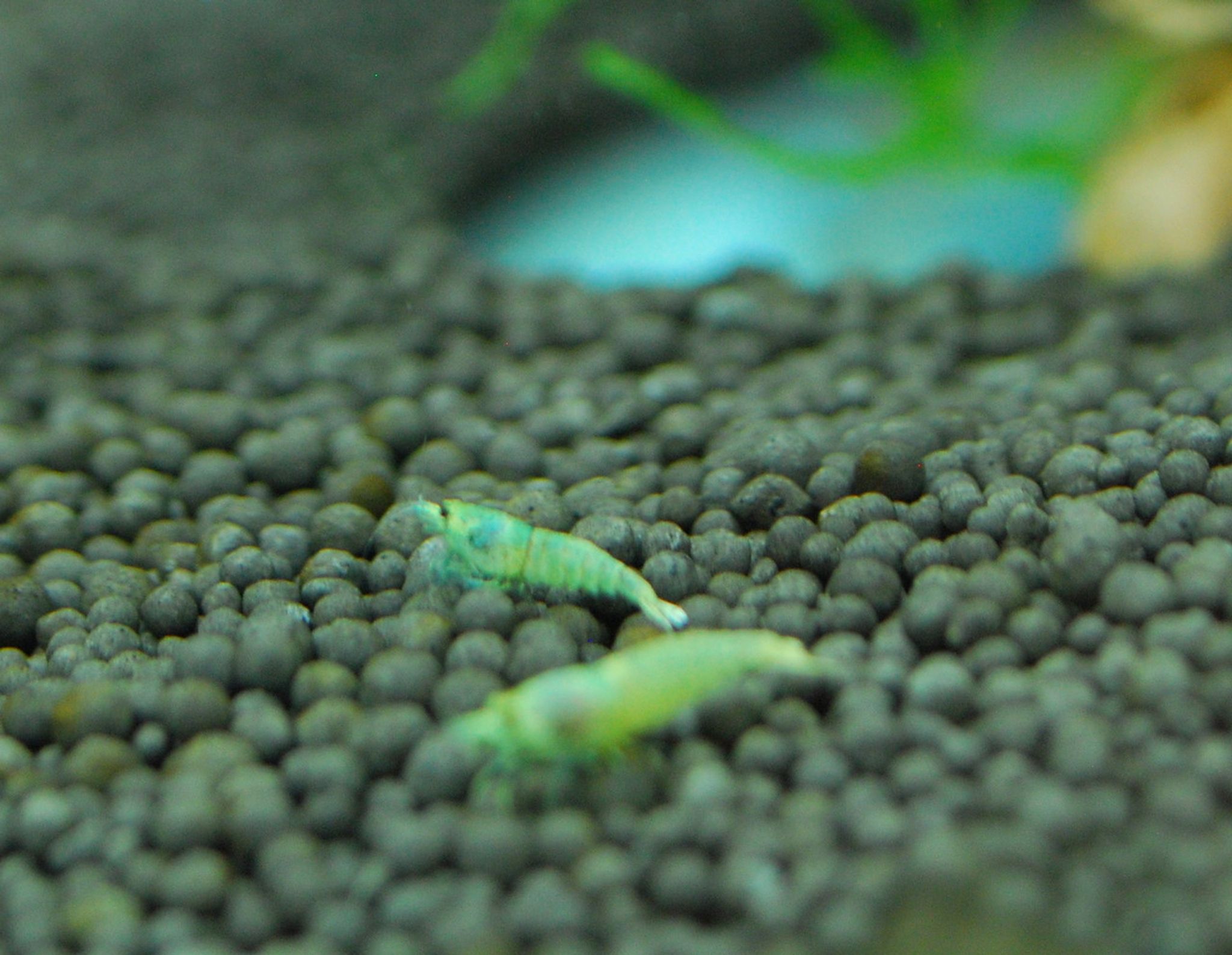 Blue Bolt Shrimp
