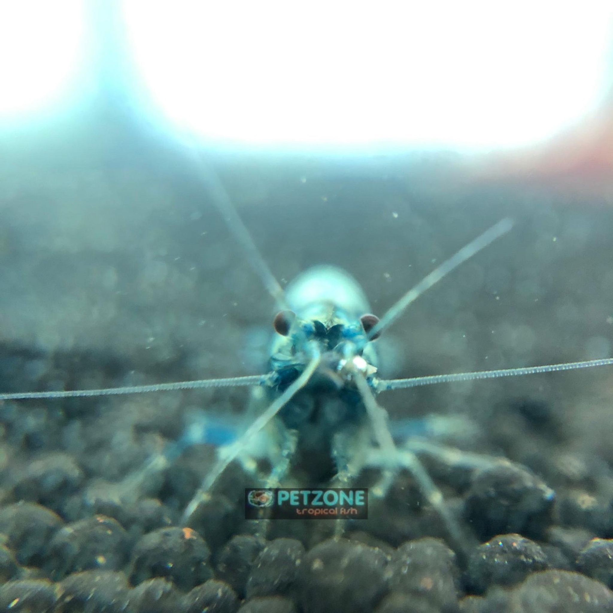 Blue Bolt Shrimp