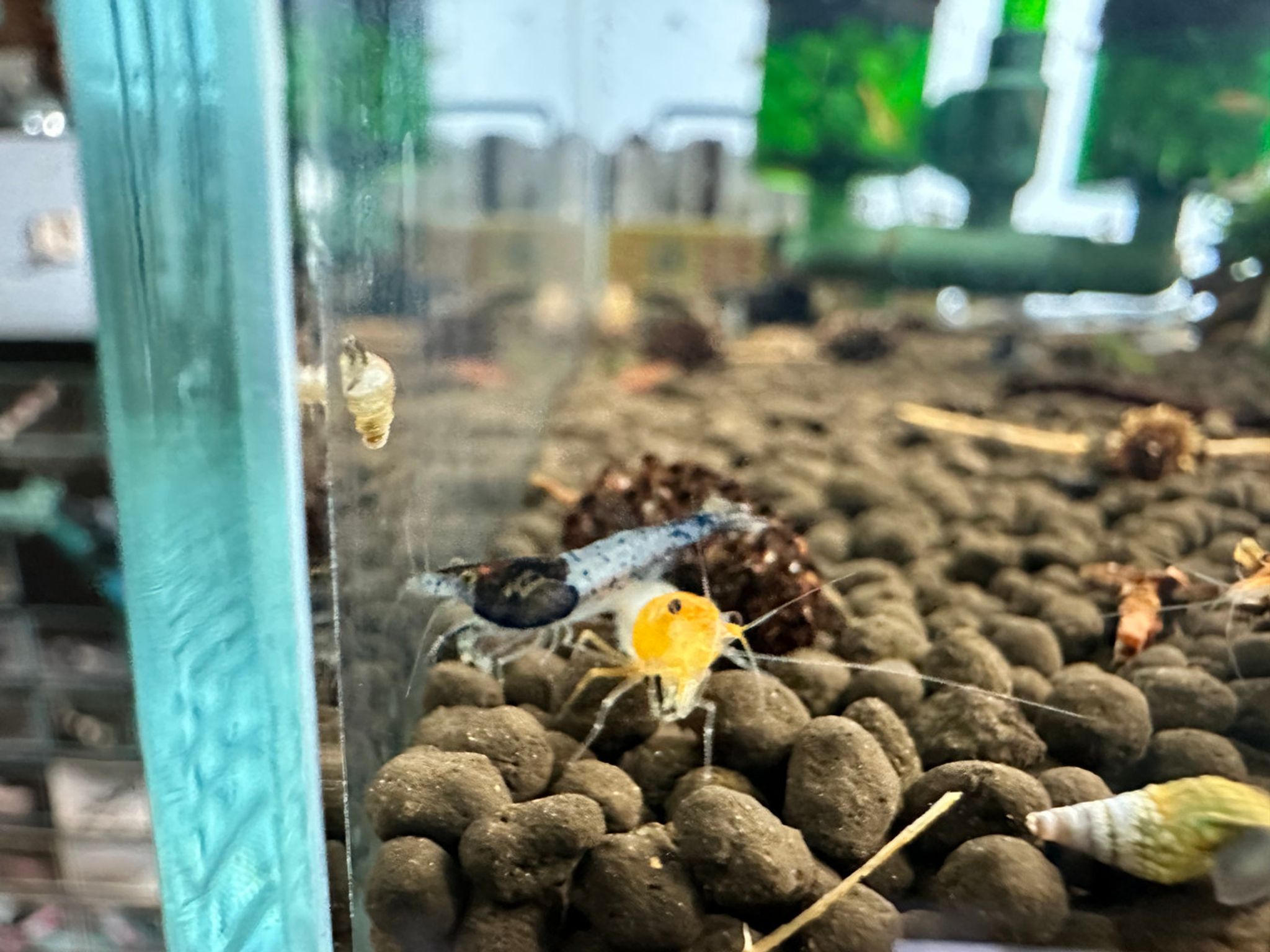 Blue Carbon Rili Shrimp