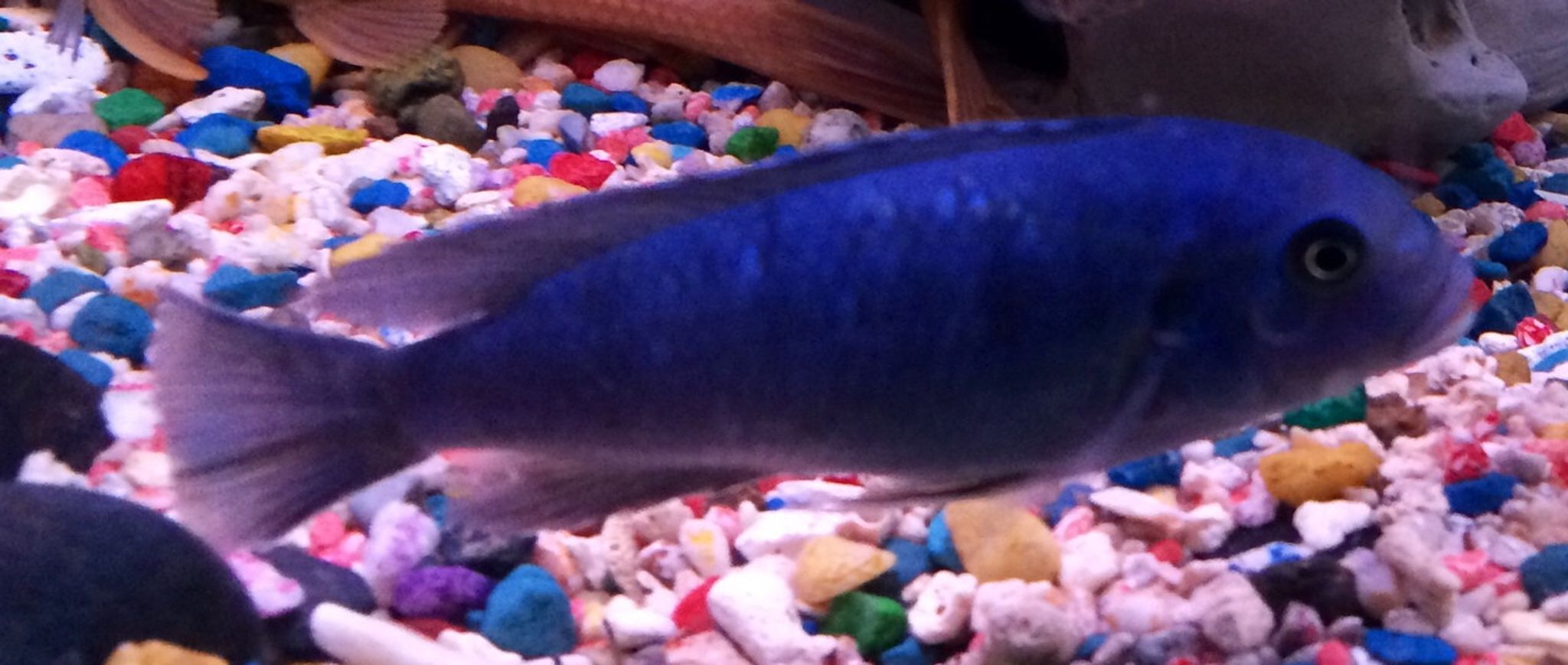 Blue Dolphin Cichlid - Cyrtocara moorii SMALL