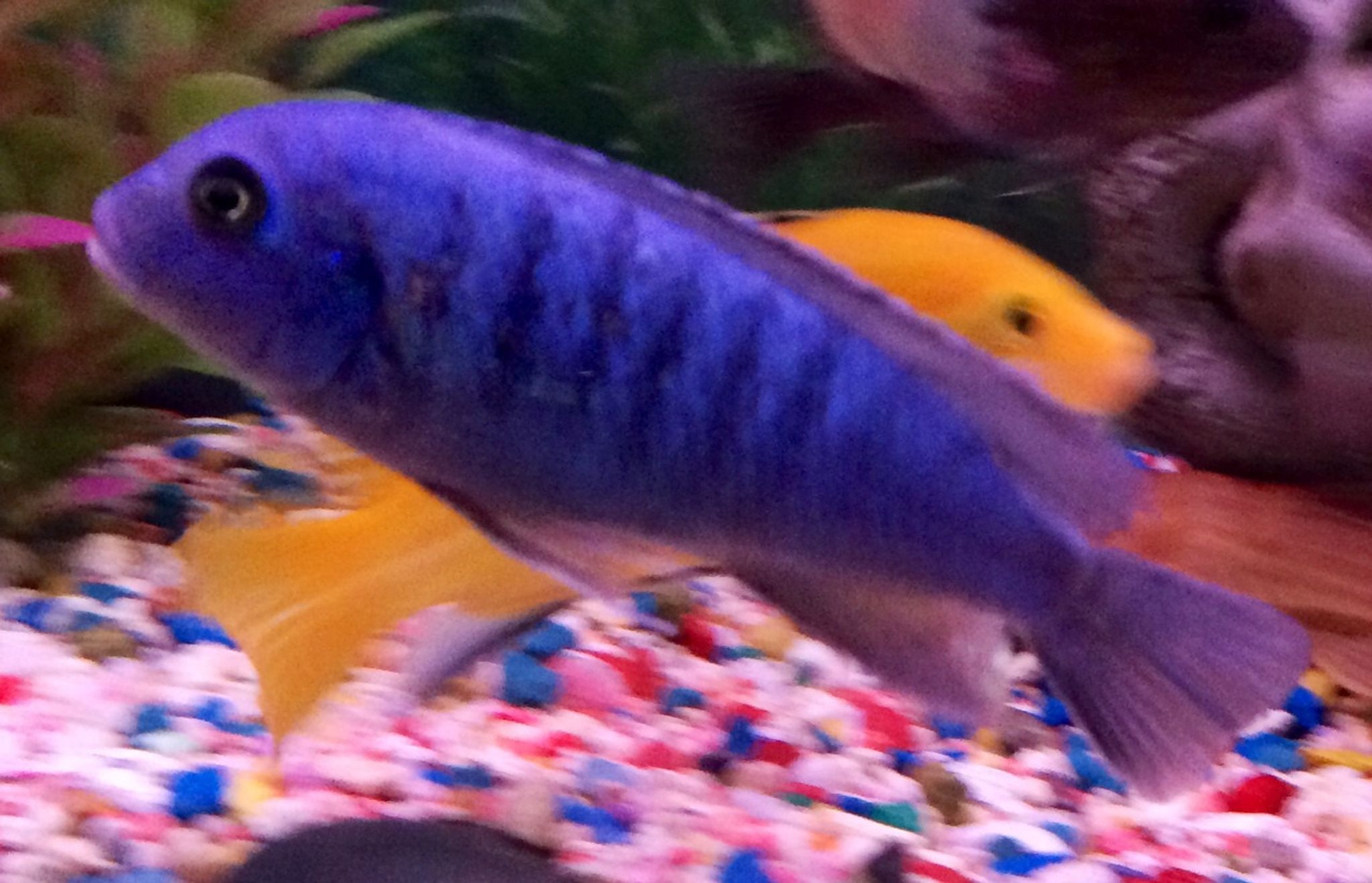 Blue Dolphin Cichlid - Cyrtocara moorii