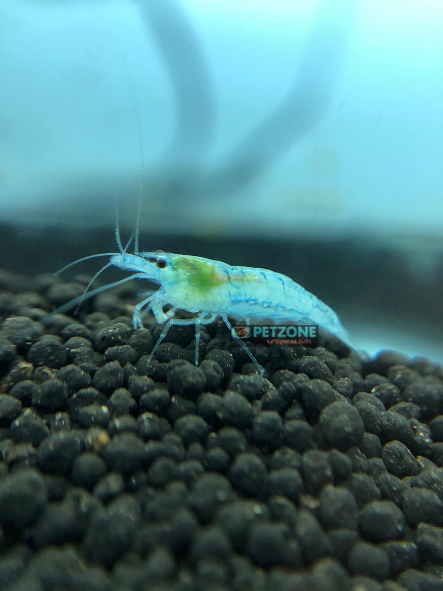 Blue Dream Shrimp (Ultra Blue Shrimp)