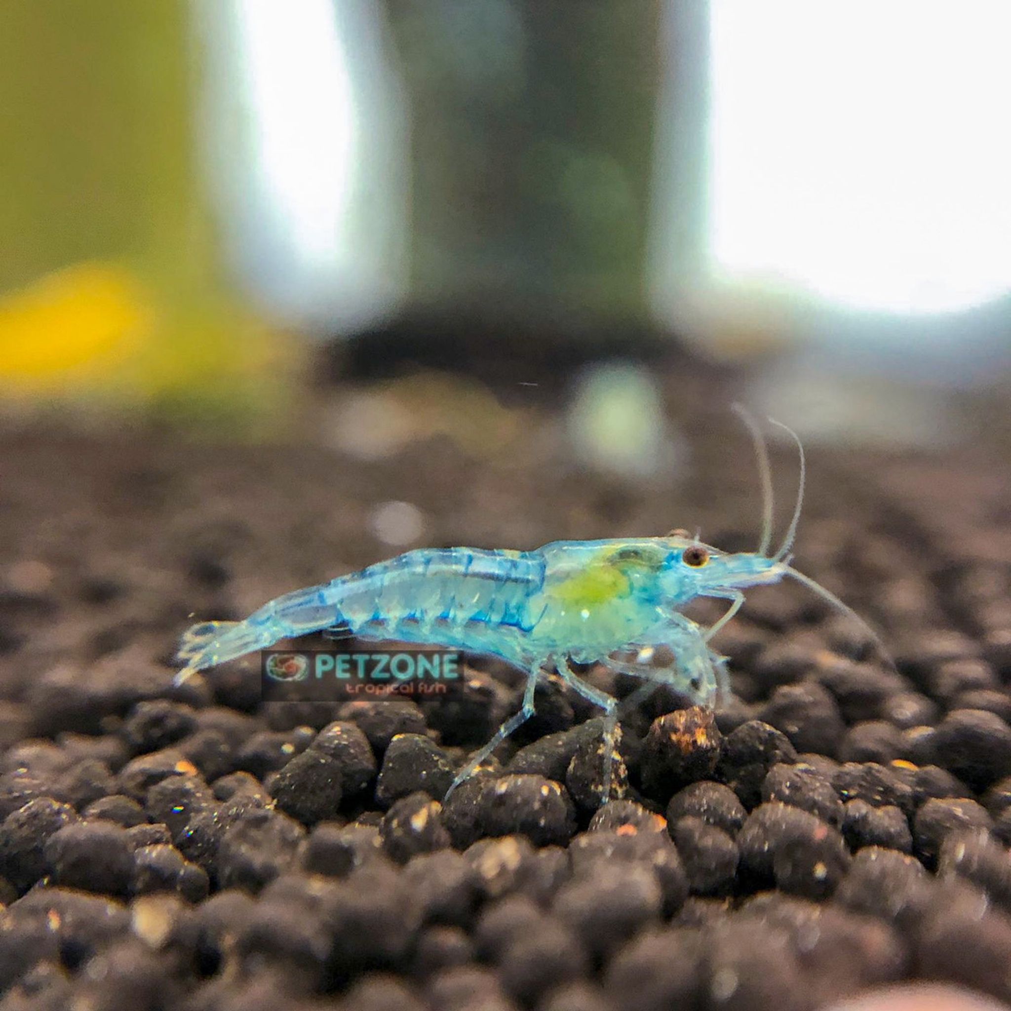 Blue Dream Shrimp (Ultra Blue Shrimp)