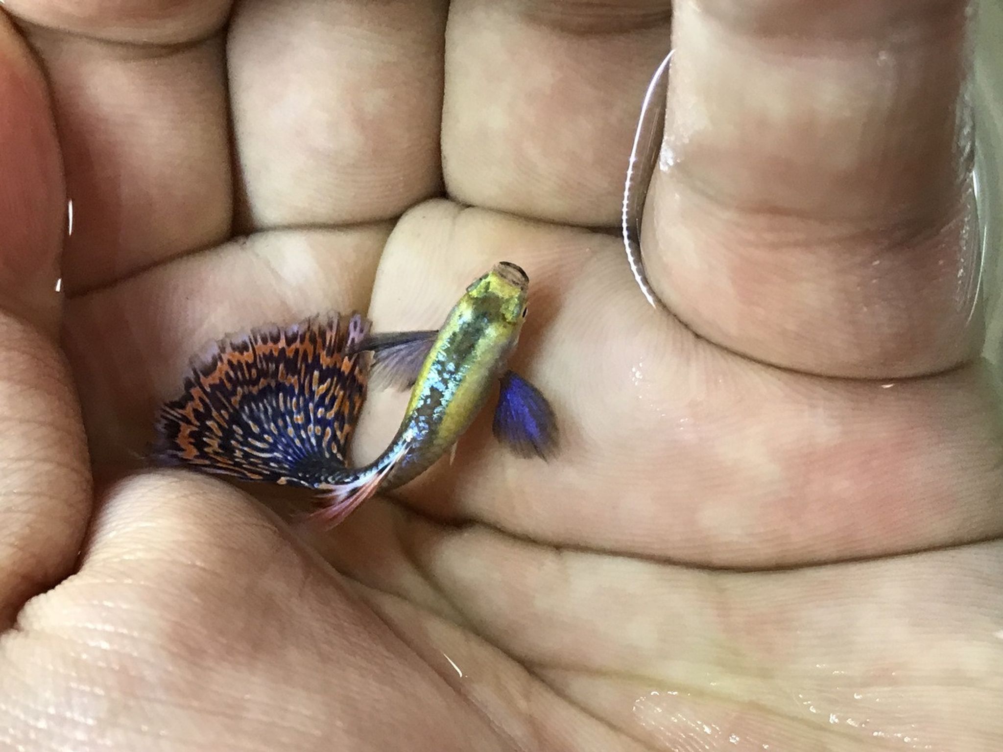 Blue Dumbo Guppy