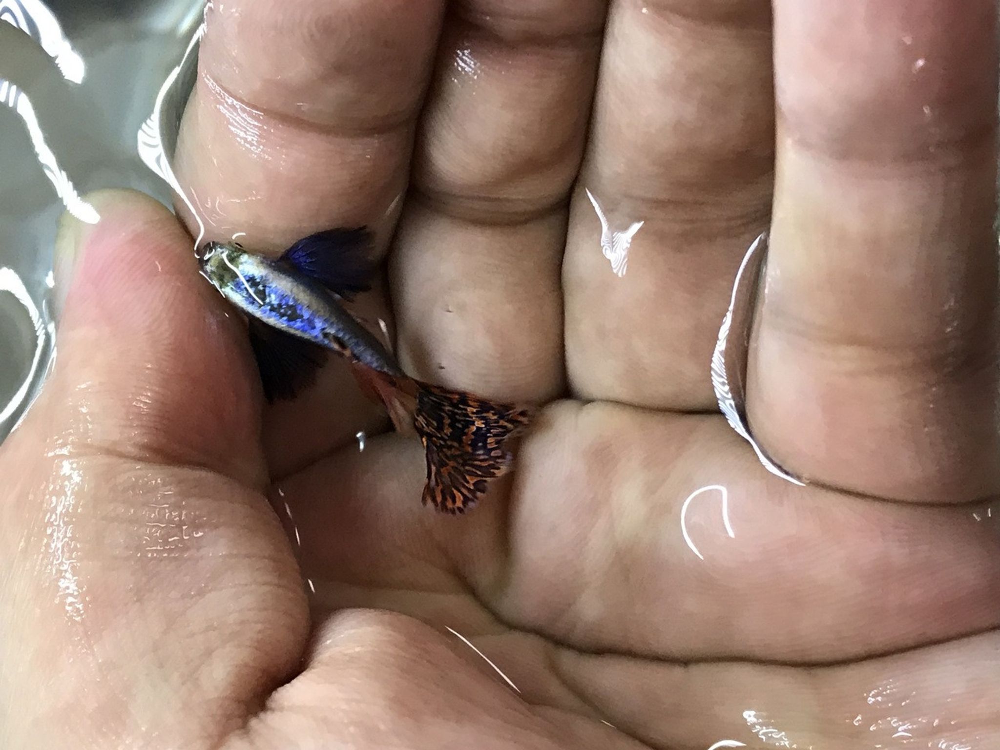 Blue Dumbo Guppy