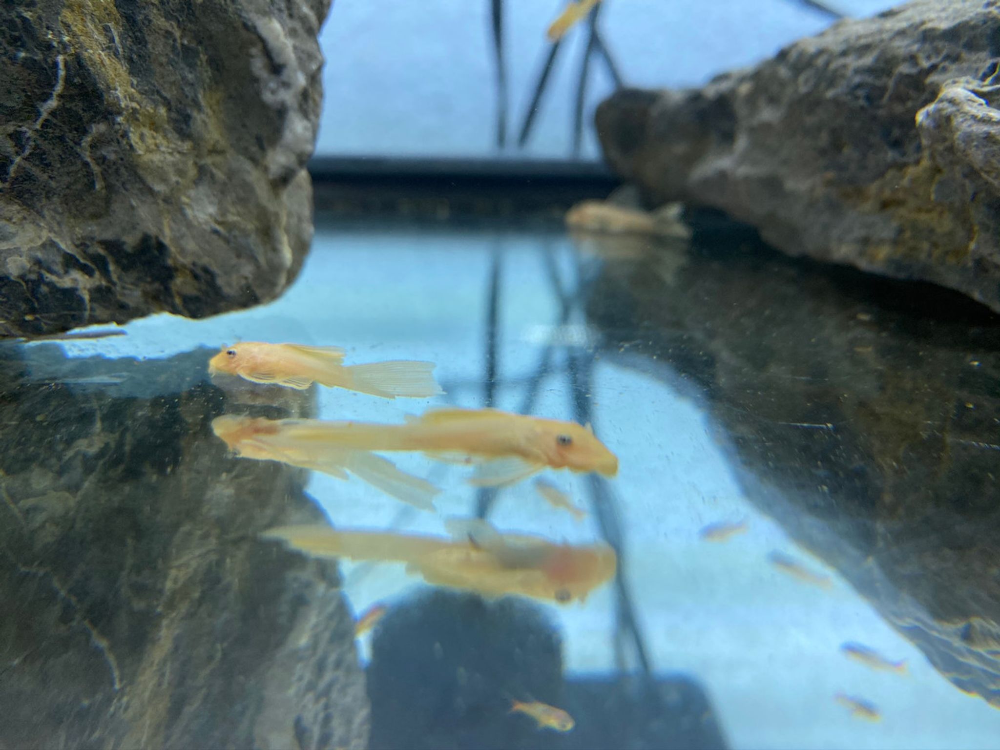Blue Eye Long-Fin Bristlenose Pleco