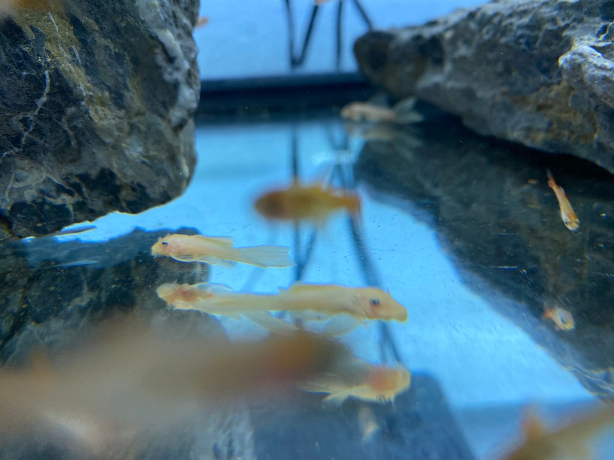 Blue Eye Long-Fin Bristlenose Pleco