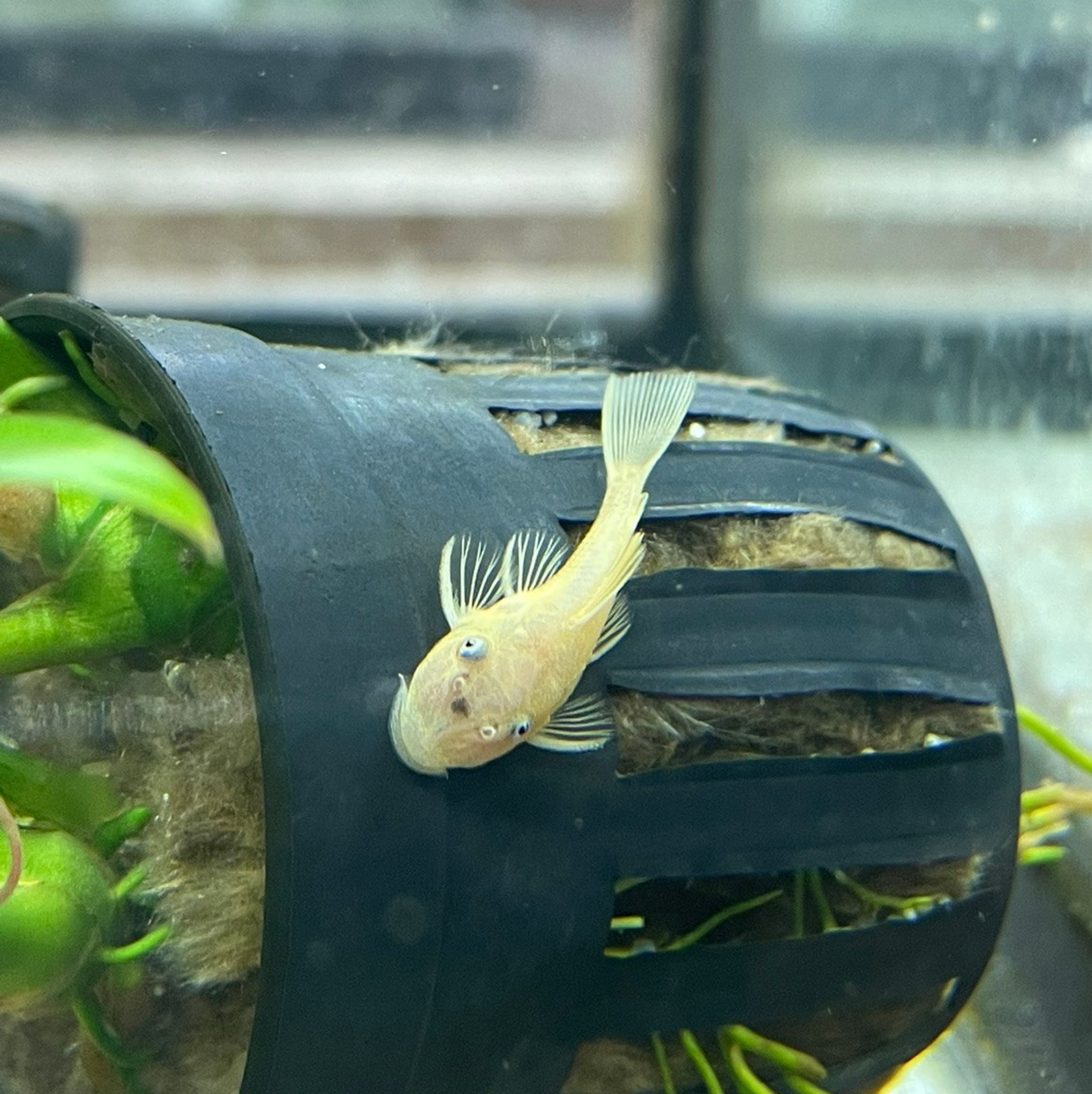 Blue Eye Long-Fin Bristlenose Pleco