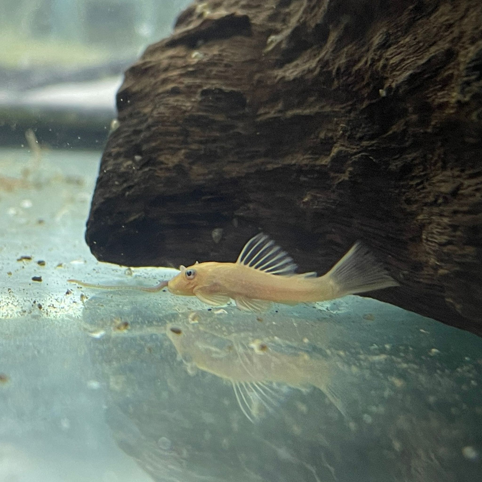 Blue Eye Long-Fin Bristlenose Pleco