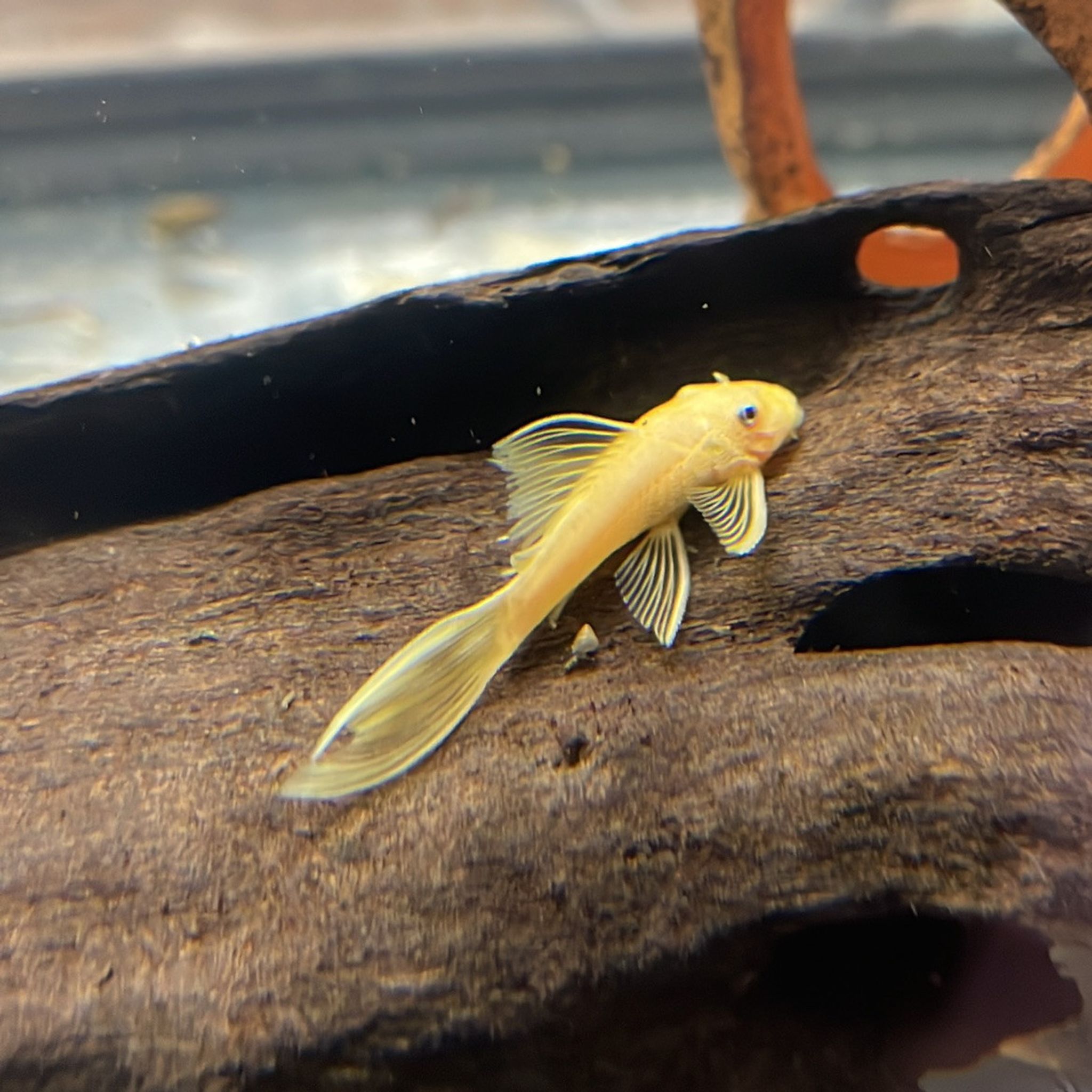 Blue Eye Long-Fin Bristlenose Pleco