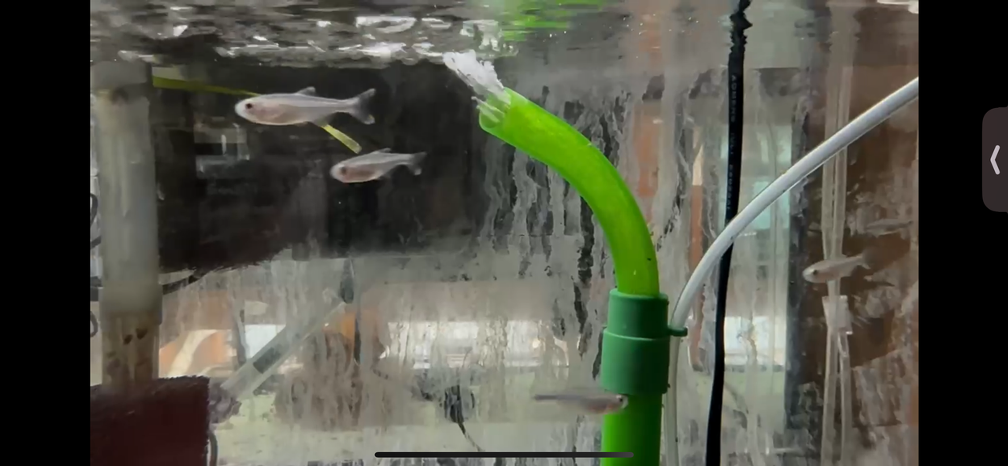Blue King Tetra