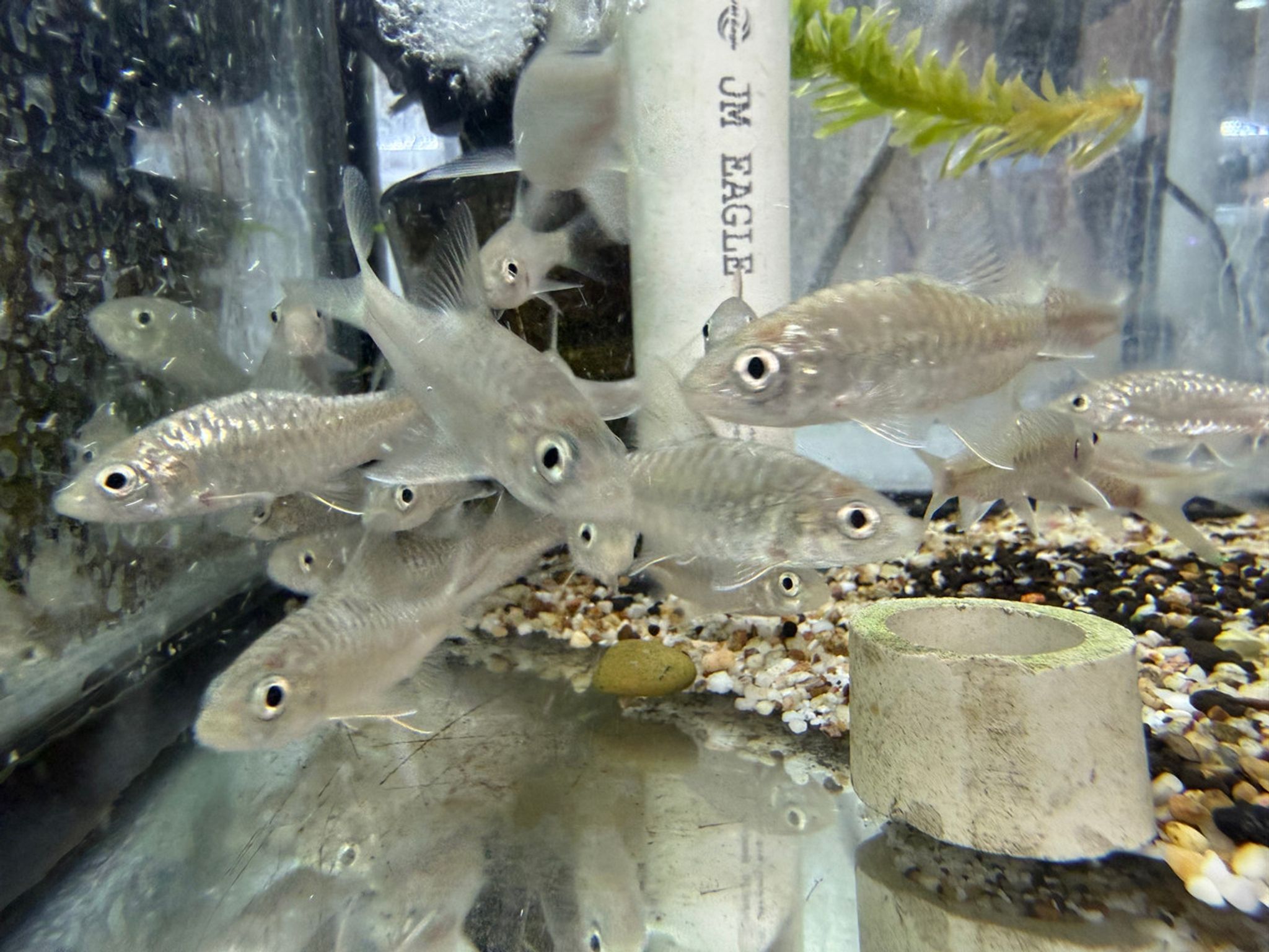 Blue Mahseer / Blue Mahseer Barb — Neolissochilus stracheyi