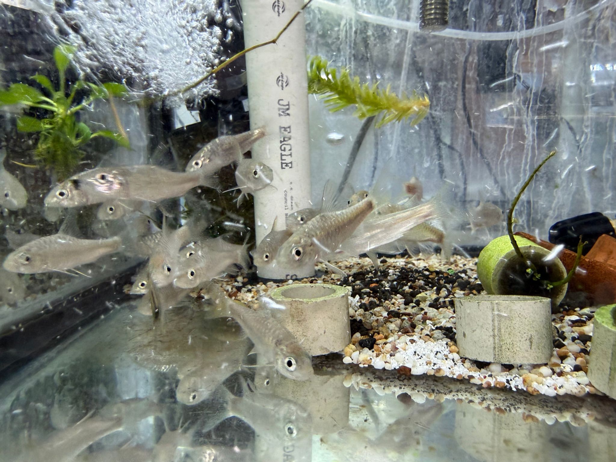Blue Mahseer / Blue Mahseer Barb — Neolissochilus stracheyi