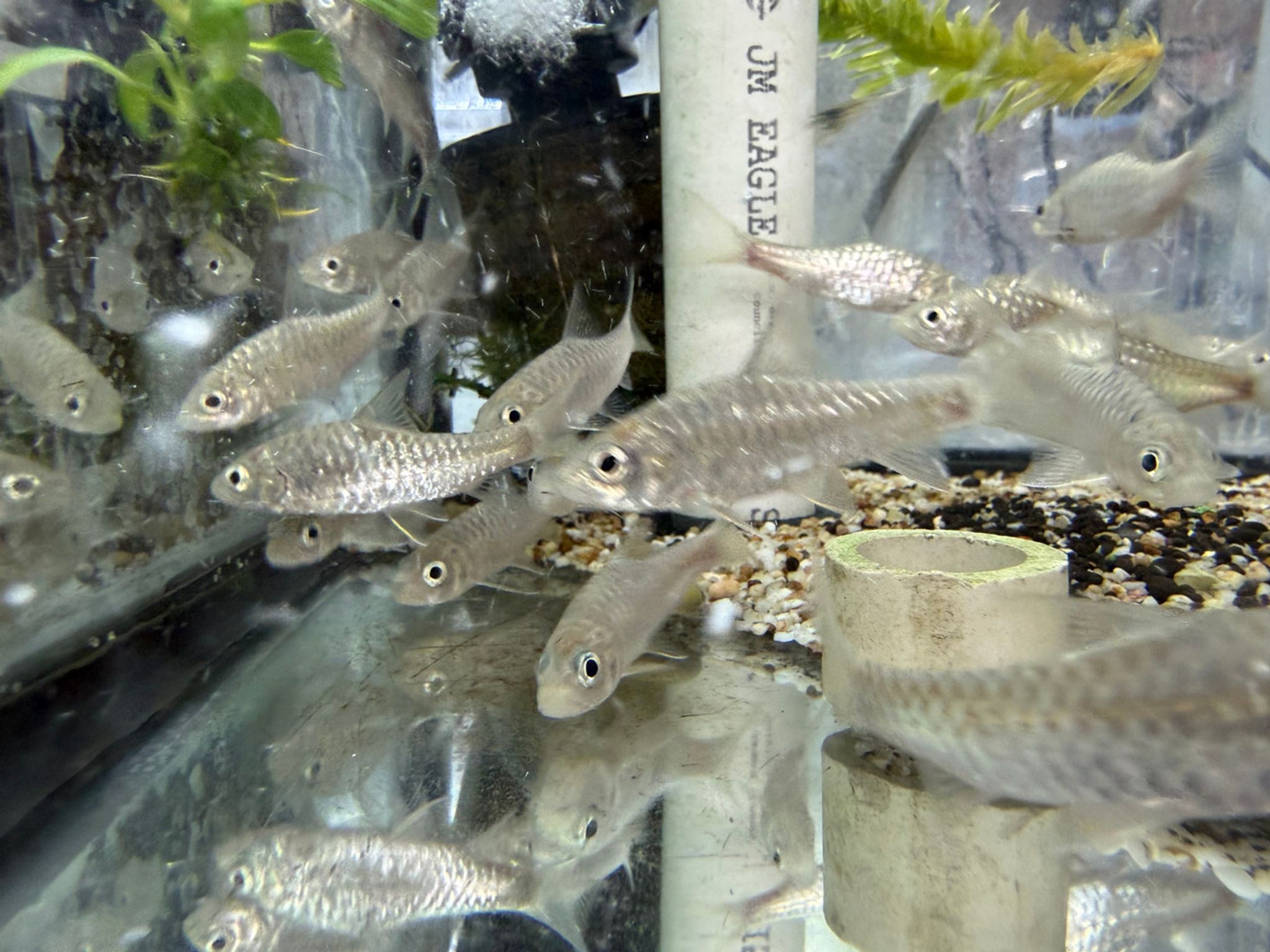 Blue Mahseer / Blue Mahseer Barb — Neolissochilus stracheyi