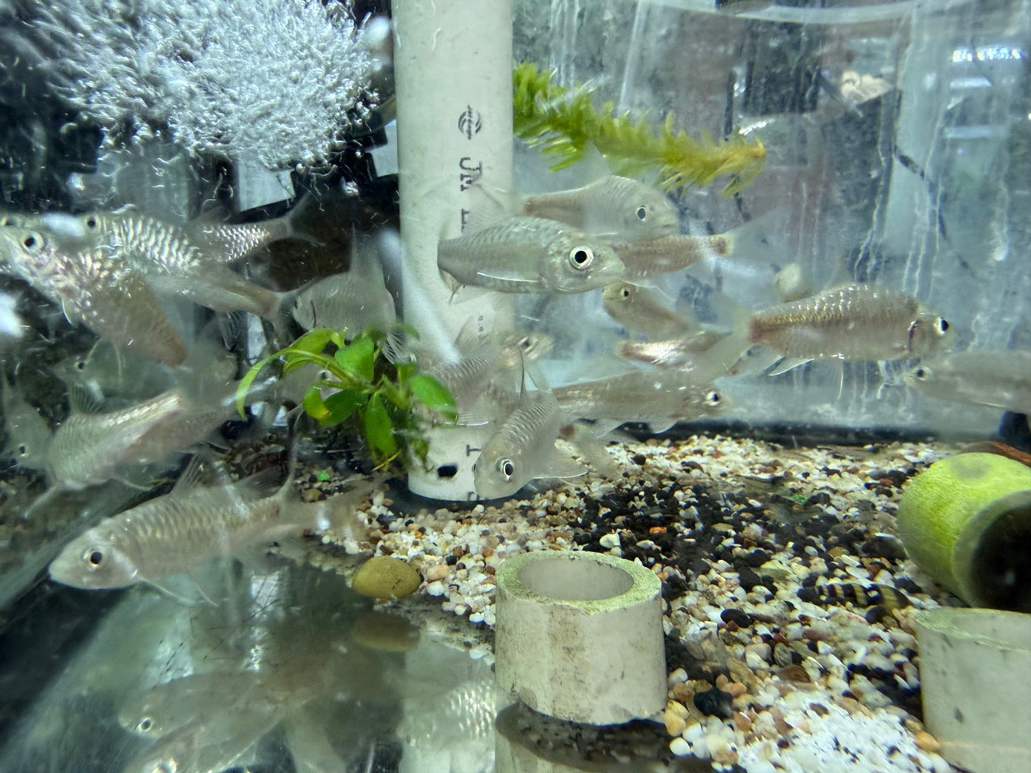 Blue Mahseer / Blue Mahseer Barb — Neolissochilus stracheyi