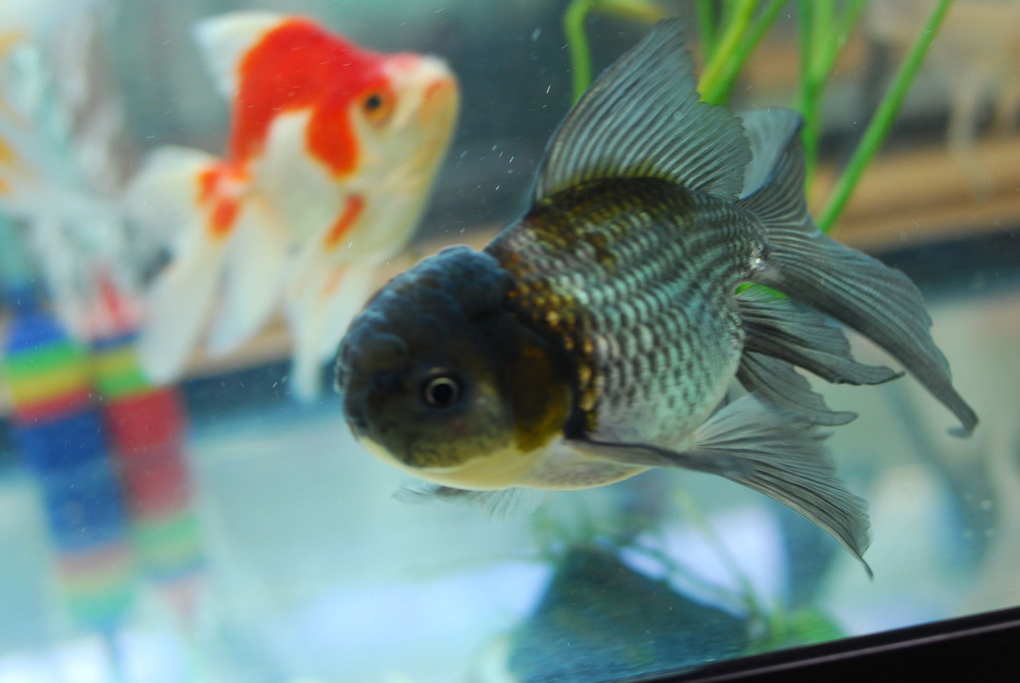 Blue Oranda Goldfish