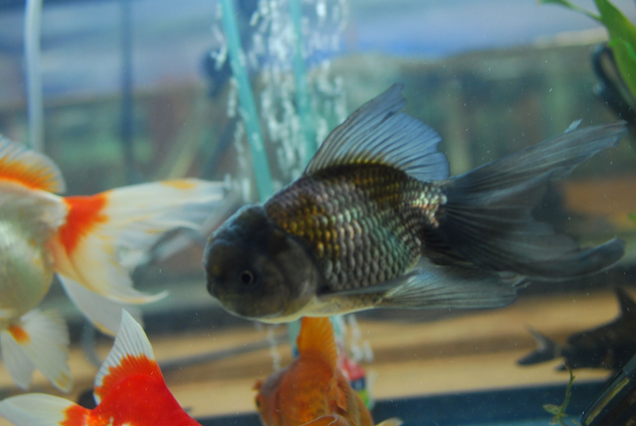 Blue Oranda Goldfish