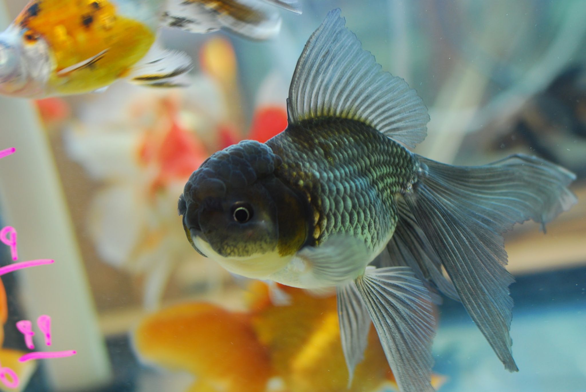 Blue Oranda Goldfish