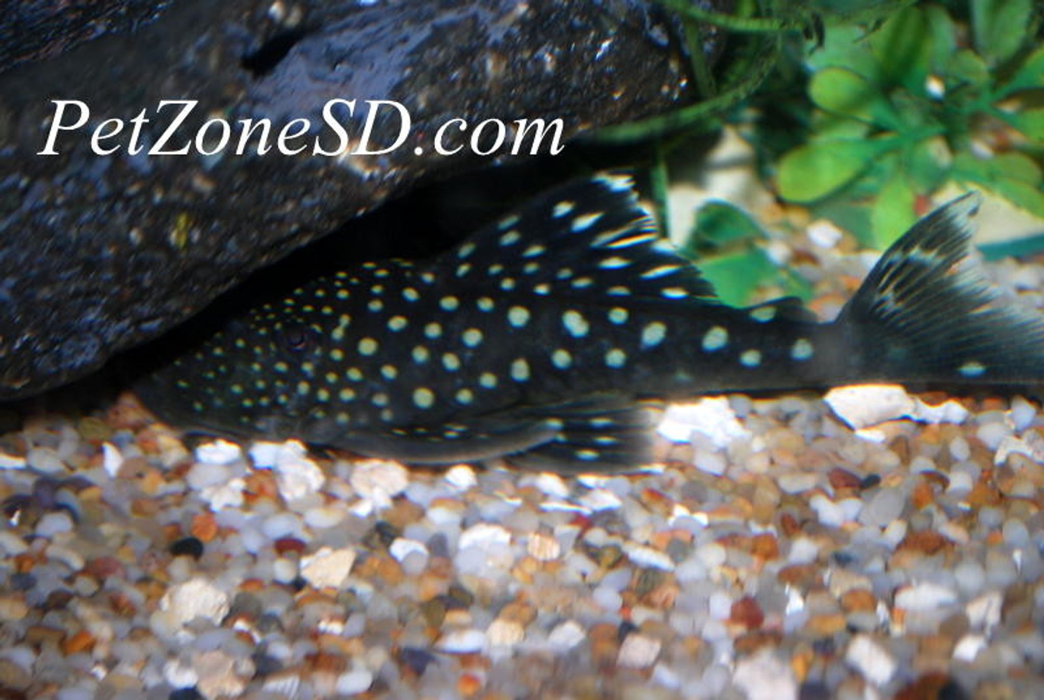 Blue Phantom Pleco, Small