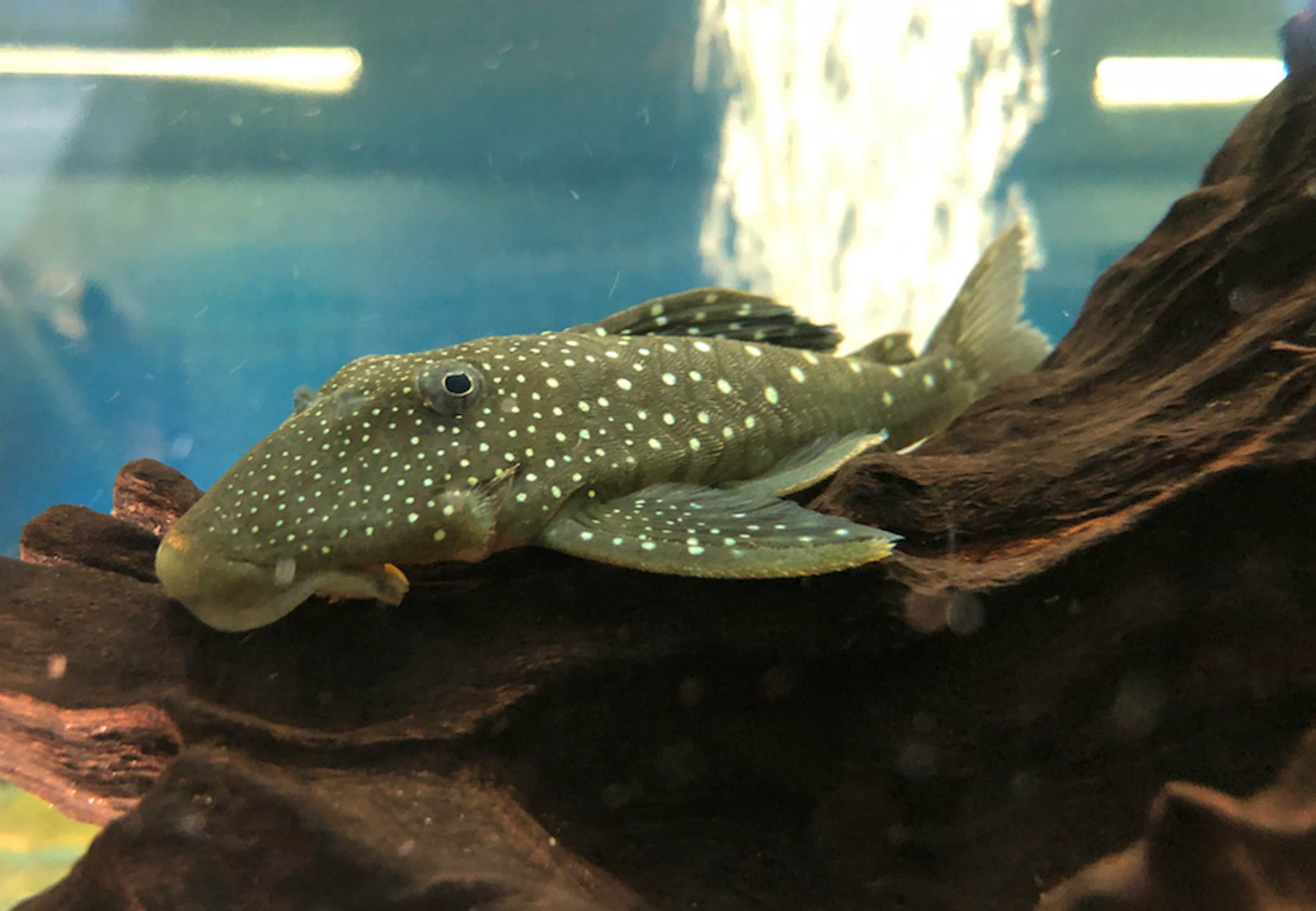 Blue Phantom Pleco, Small