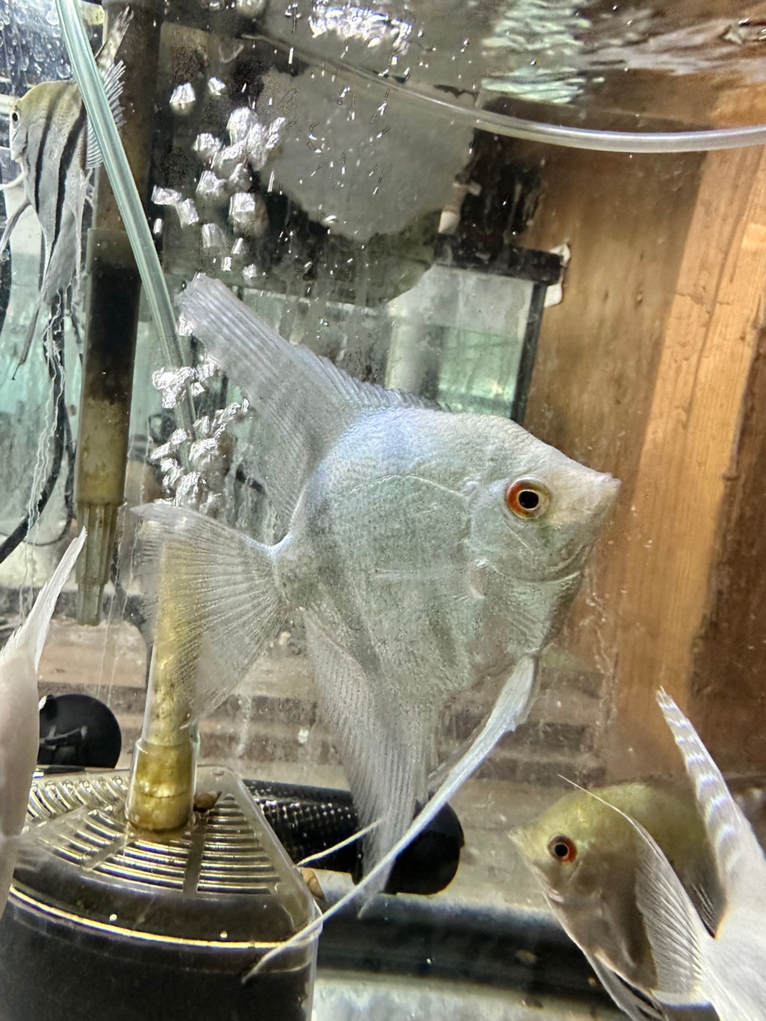 Blue Philippine Angelfish
