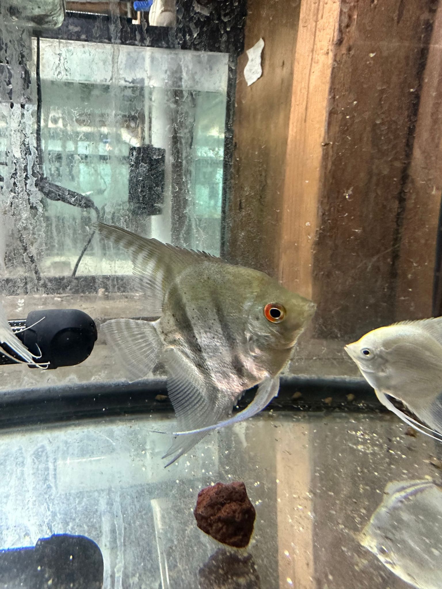 Blue Philippine Angelfish