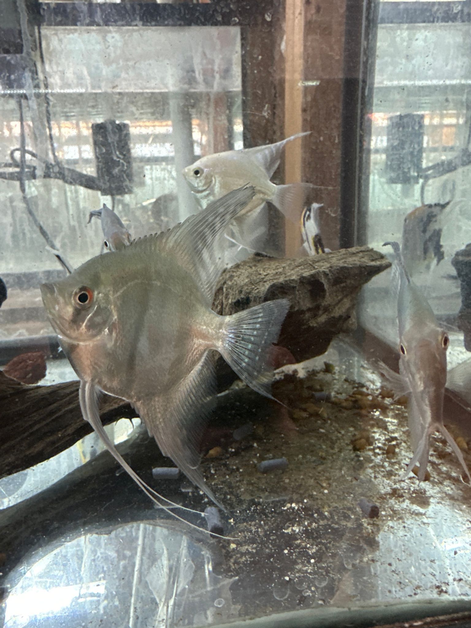 Blue Pinoy Angelfish XL