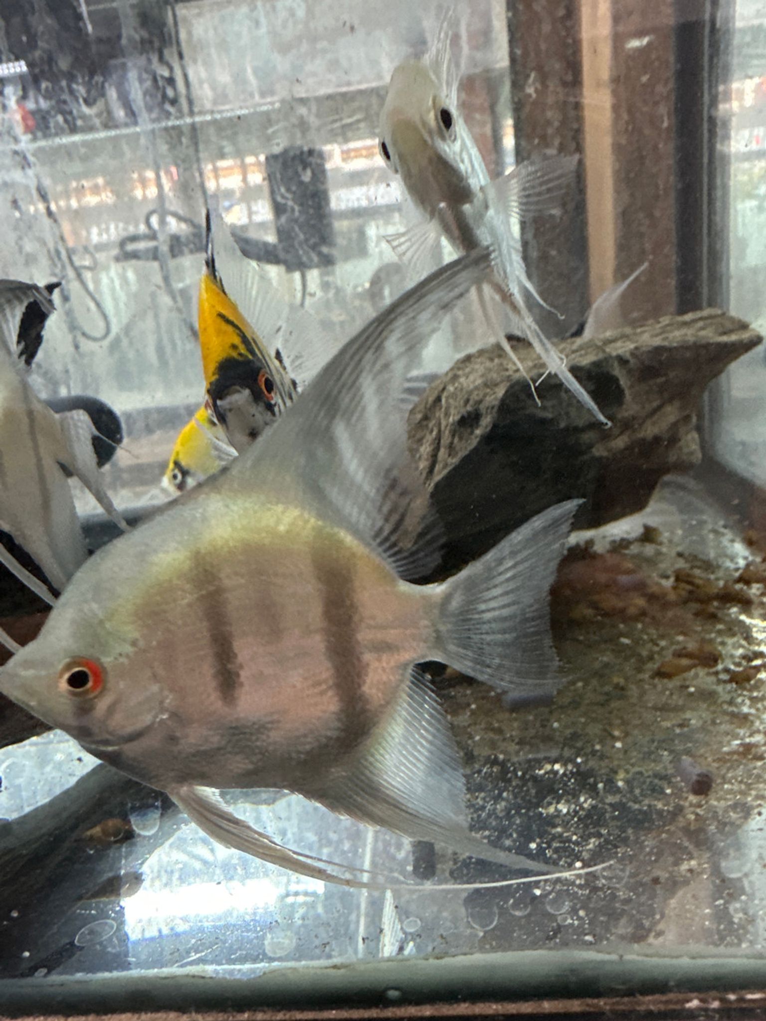 Blue Pinoy Angelfish XL