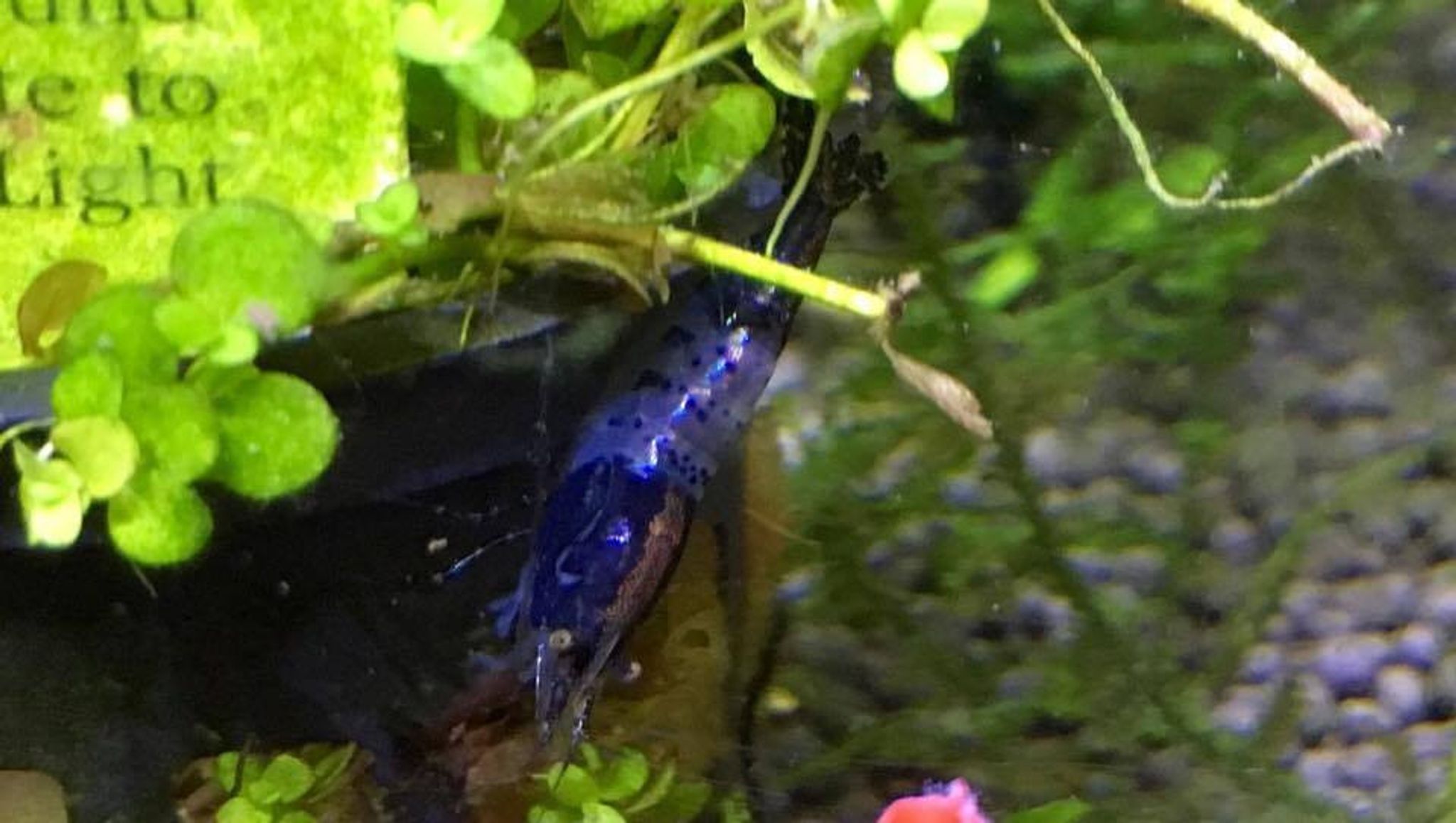 Blue Rili Shrimp