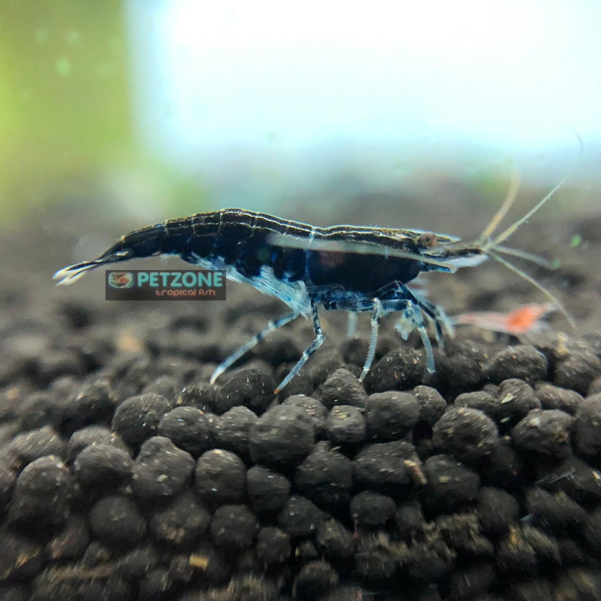 Blue Sapphire Shrimp
