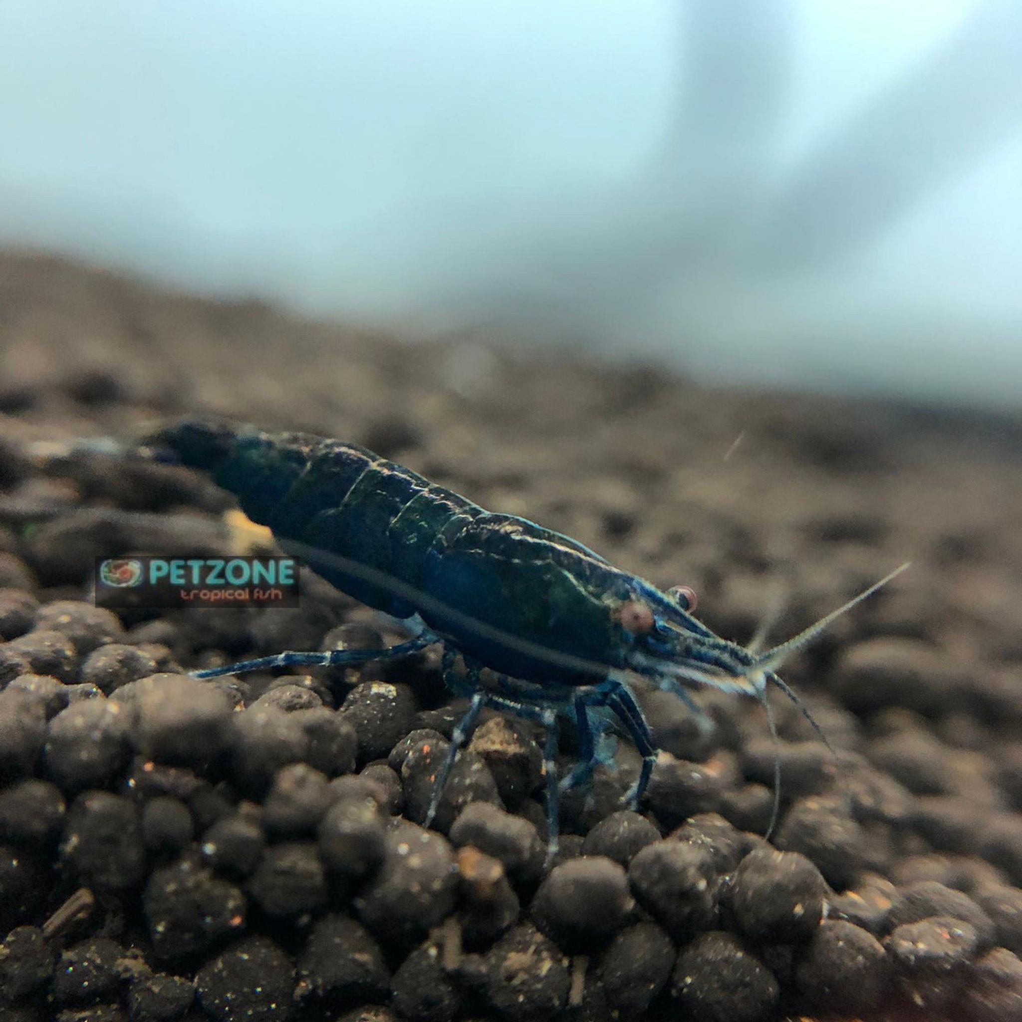 Blue Sapphire Shrimp