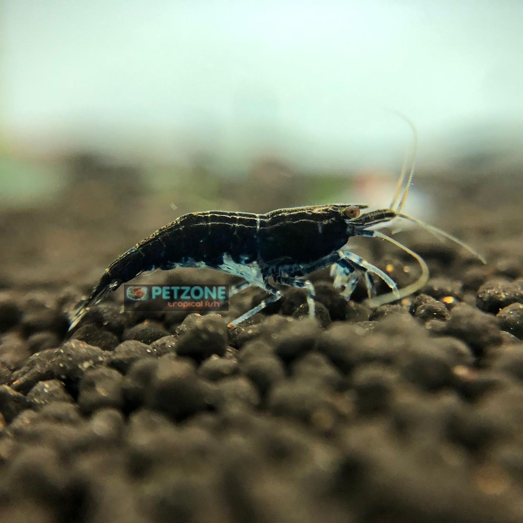 Blue Sapphire Shrimp