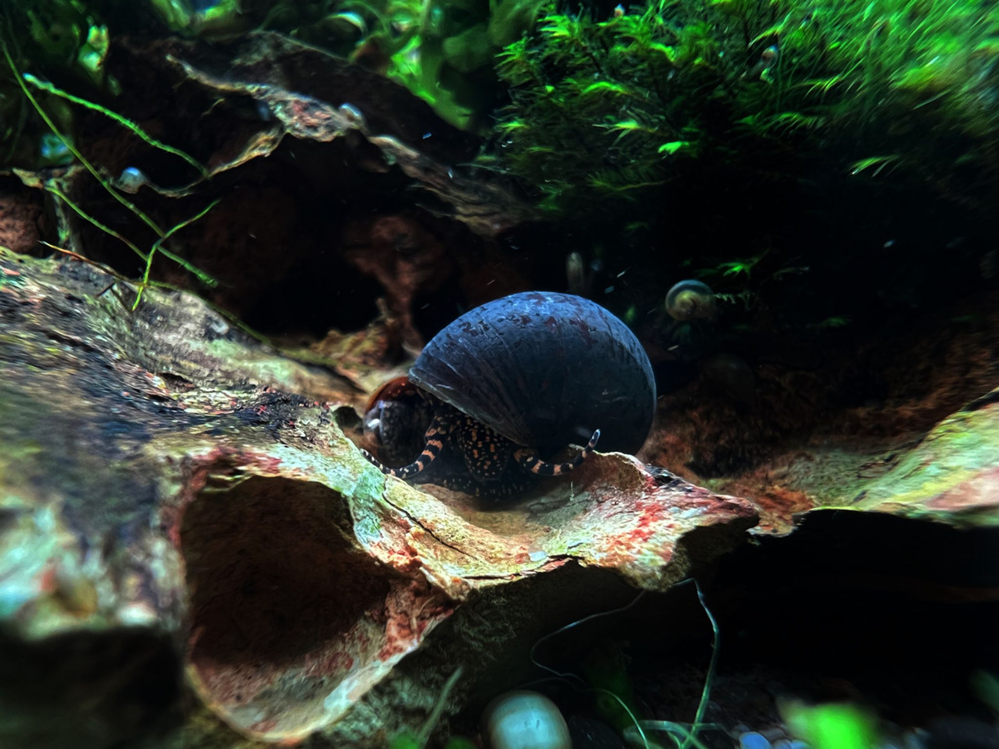 Blueberry Snail