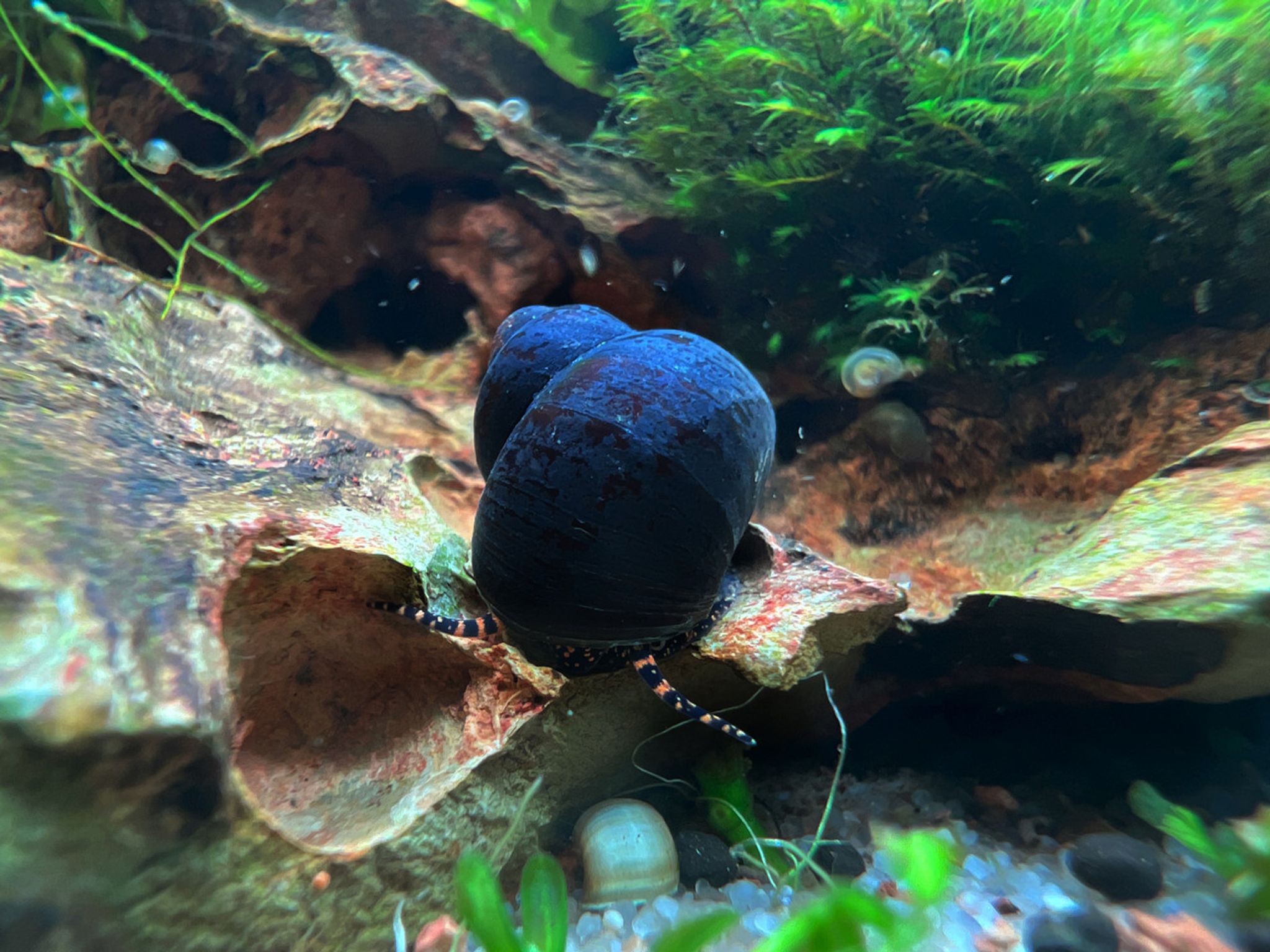 Blueberry Snail