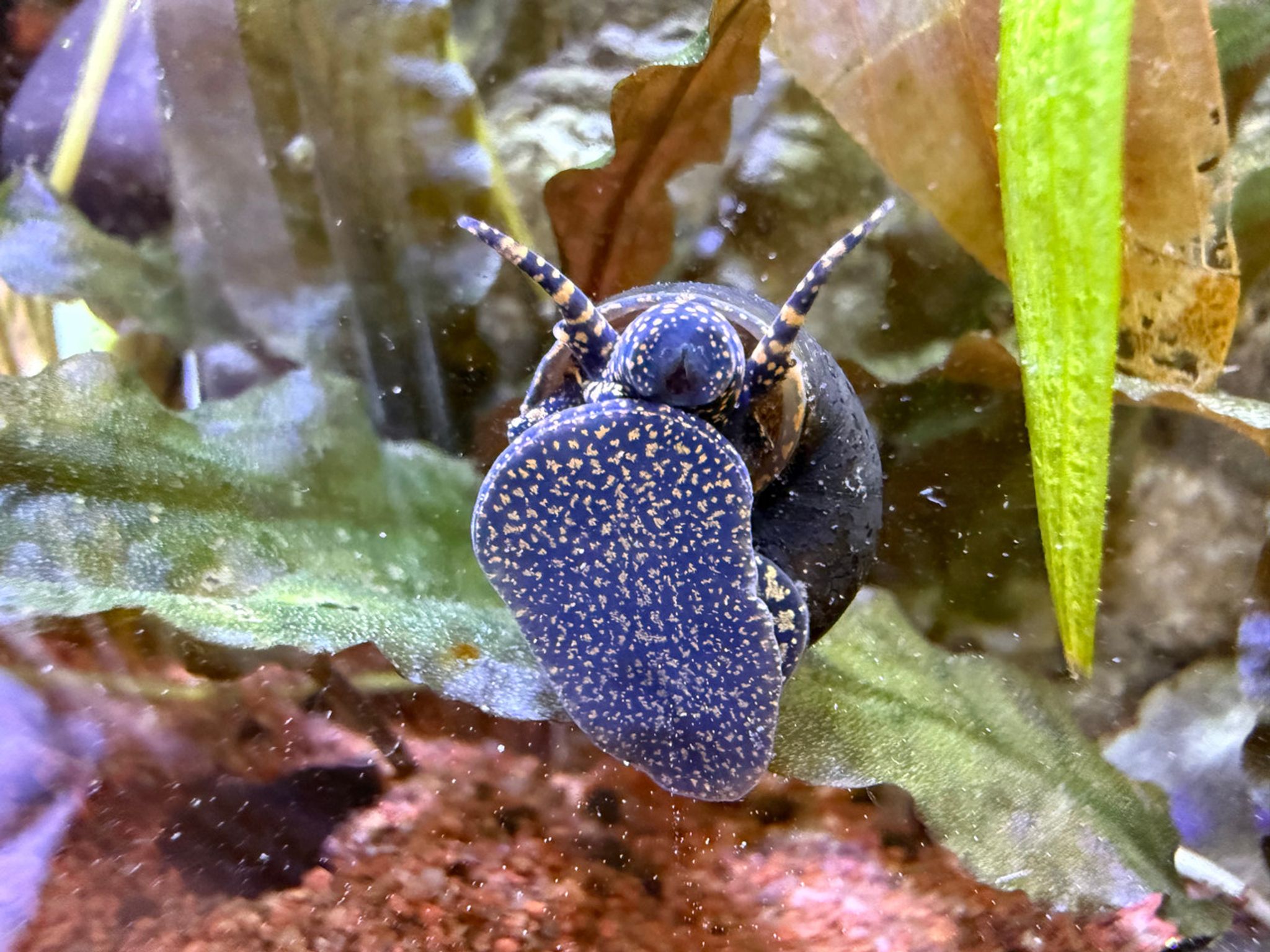 Blueberry Snail