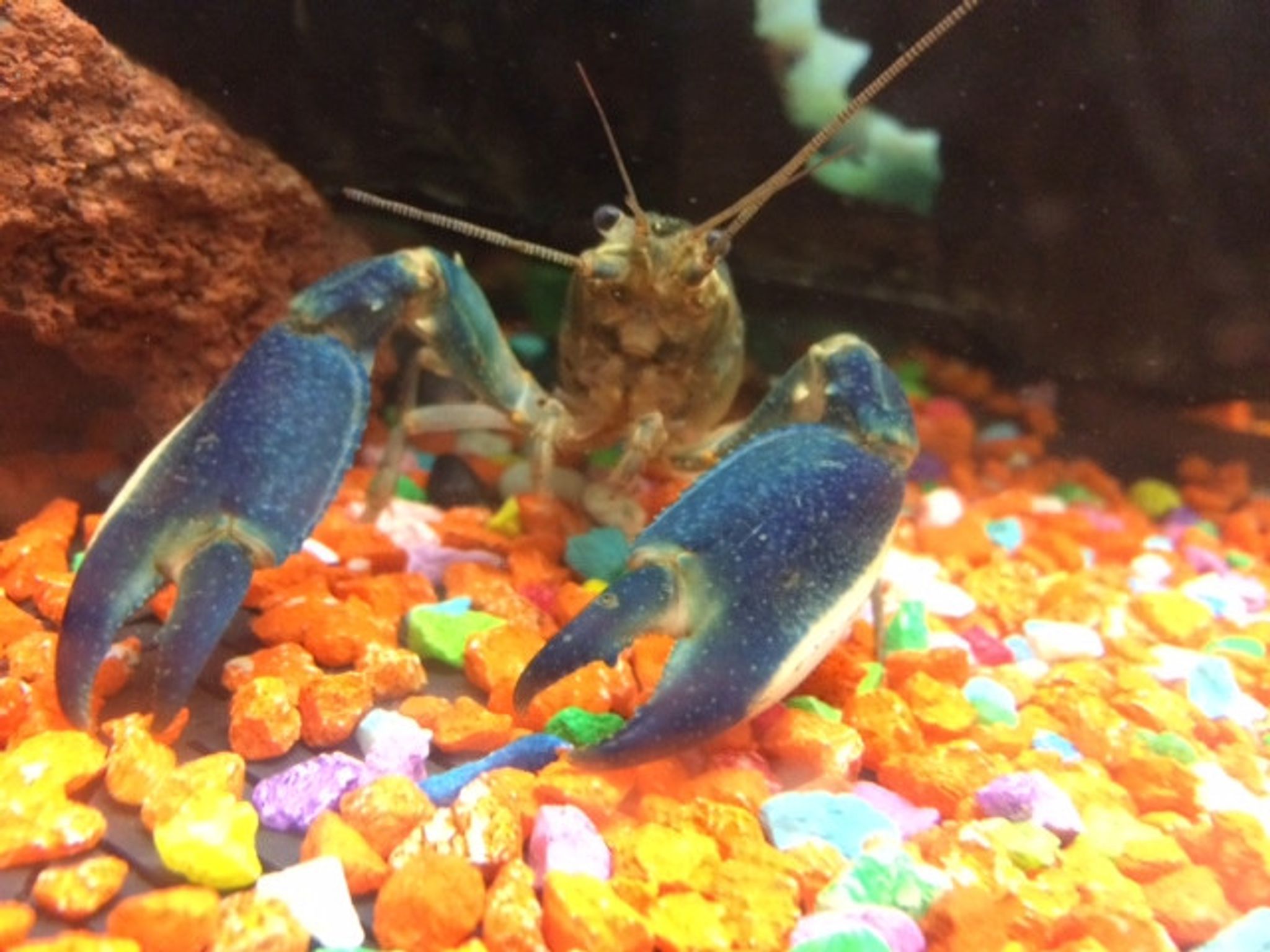 Bluemoon Lobster (Blue Papua)