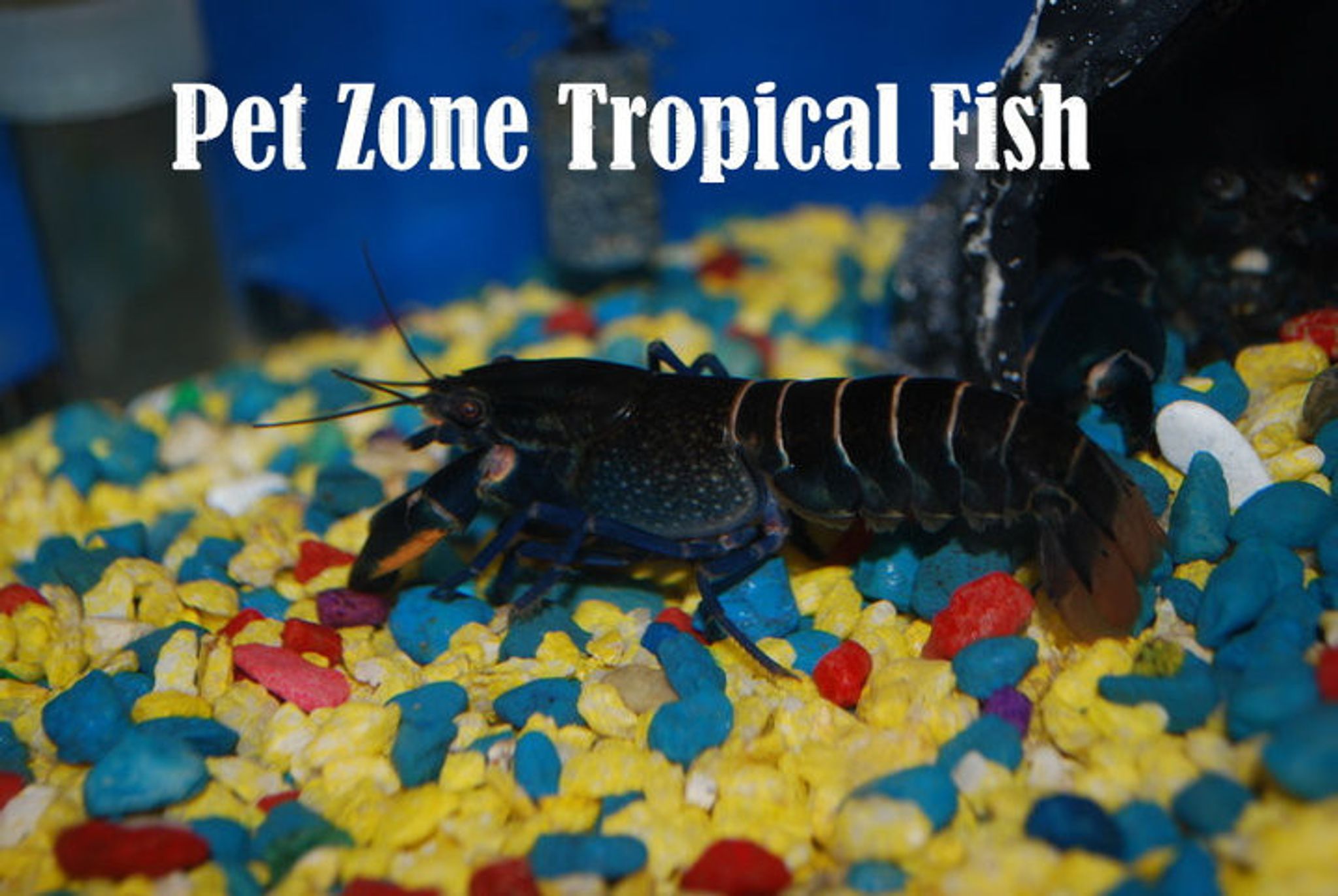 Bluemoon Lobster (Blue Papua)