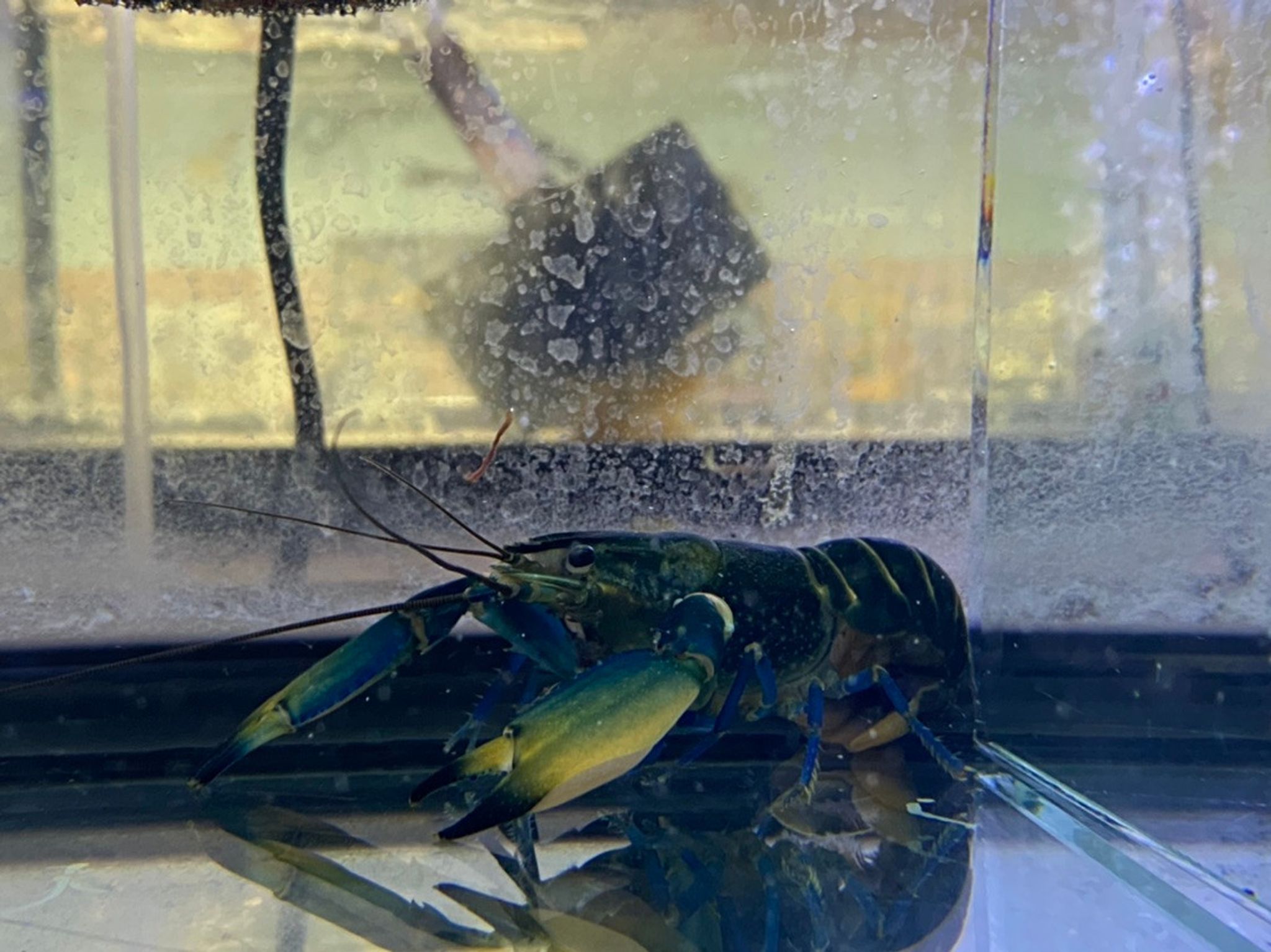 Bluemoon Lobster (Blue Papua)