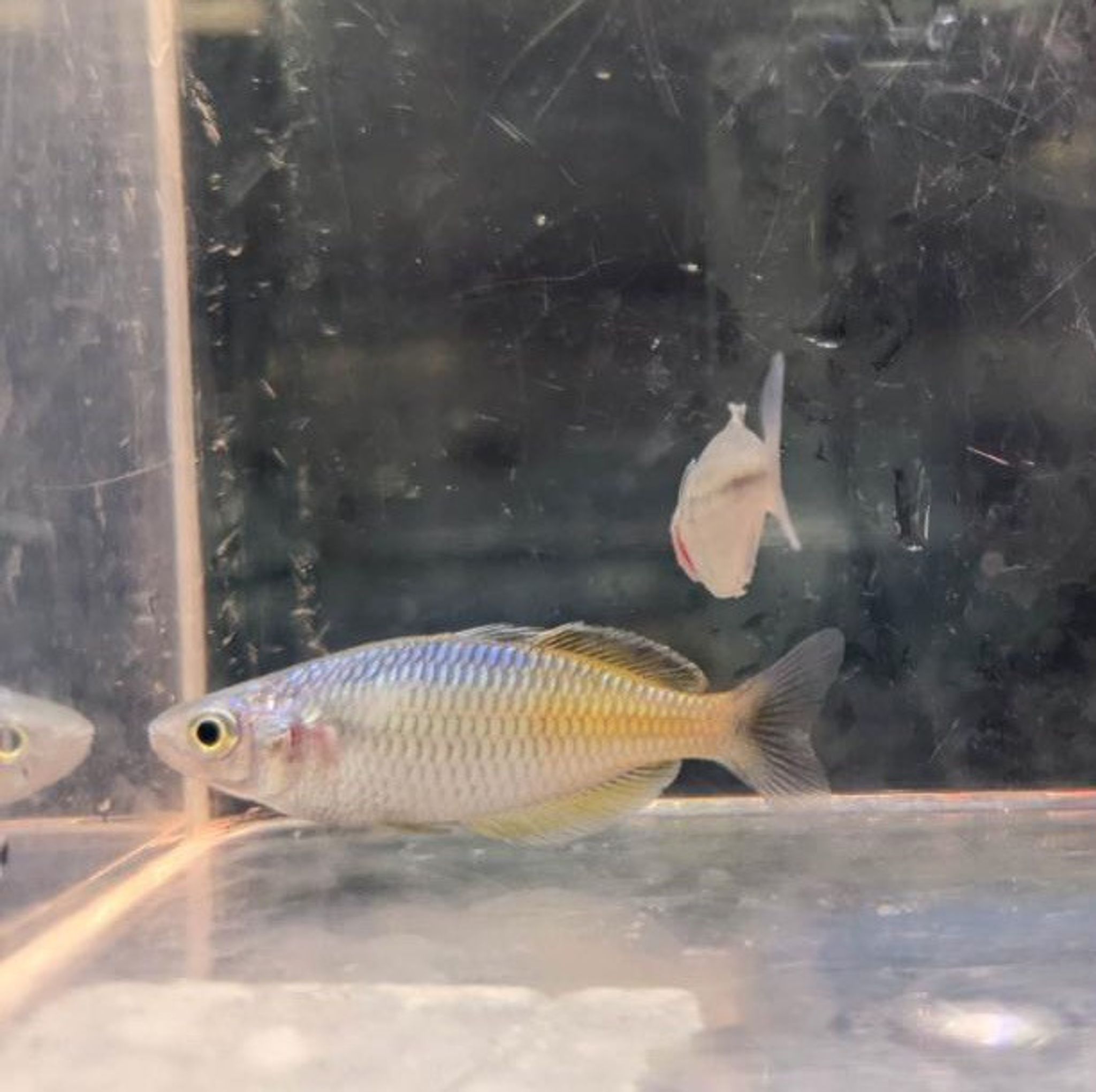 Boesemani Rainbowfish