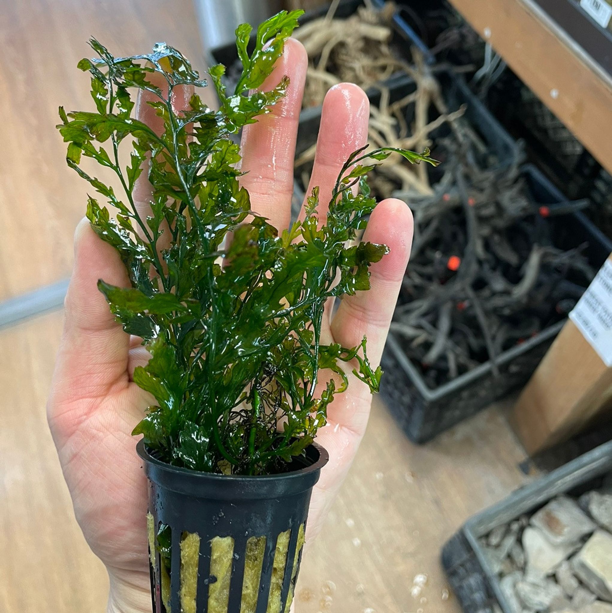 BOLBITIS HEUDELOTII