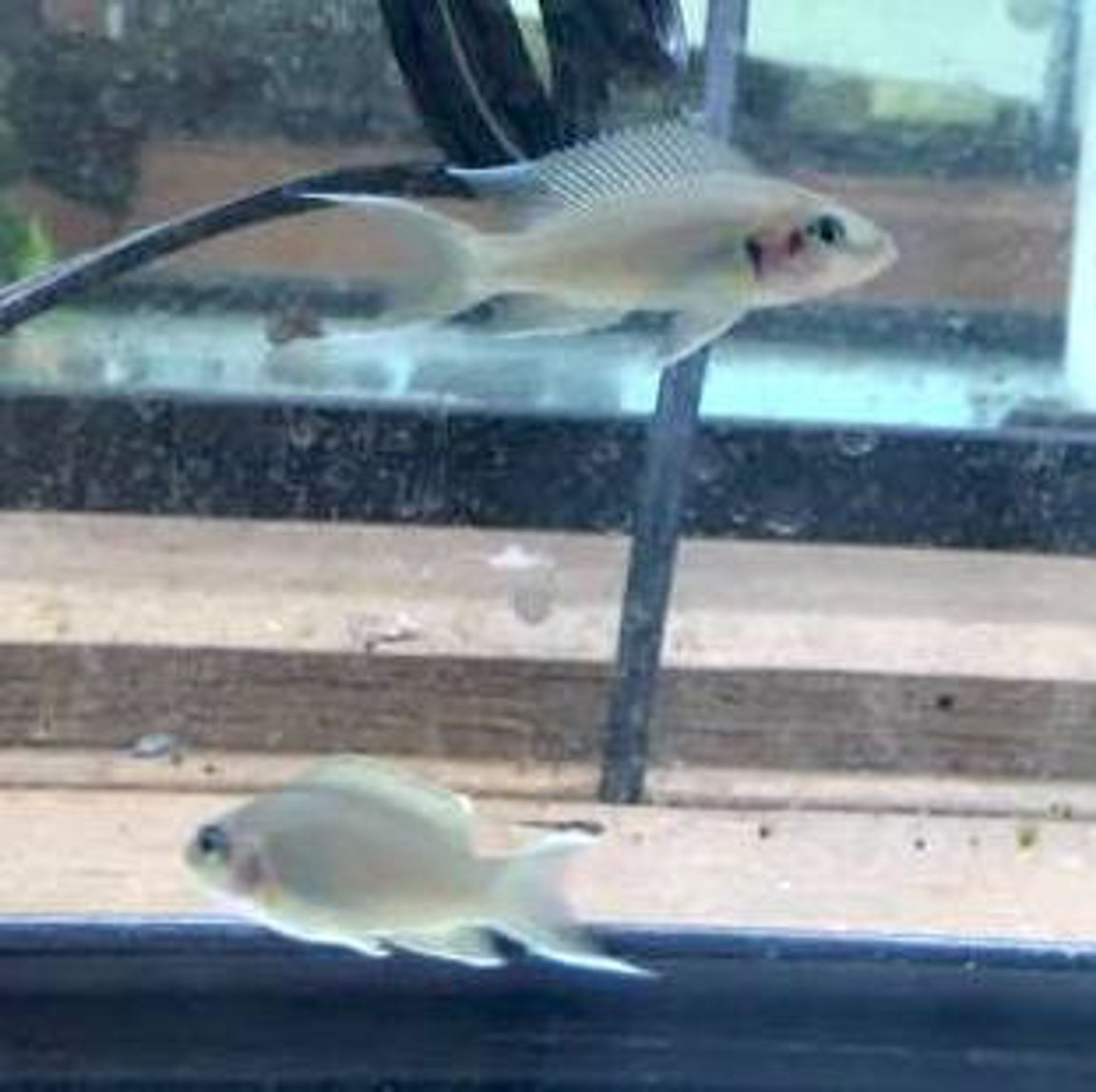 Brichardi Cichlid