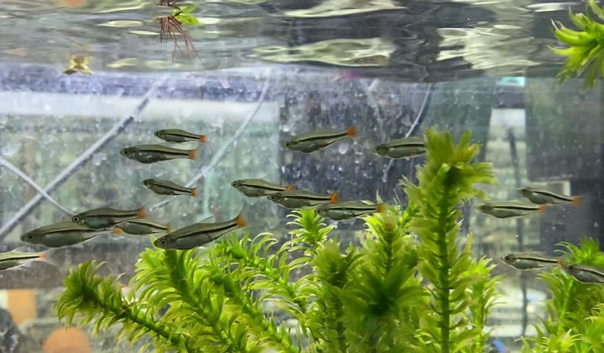 Brilliant Rasbora